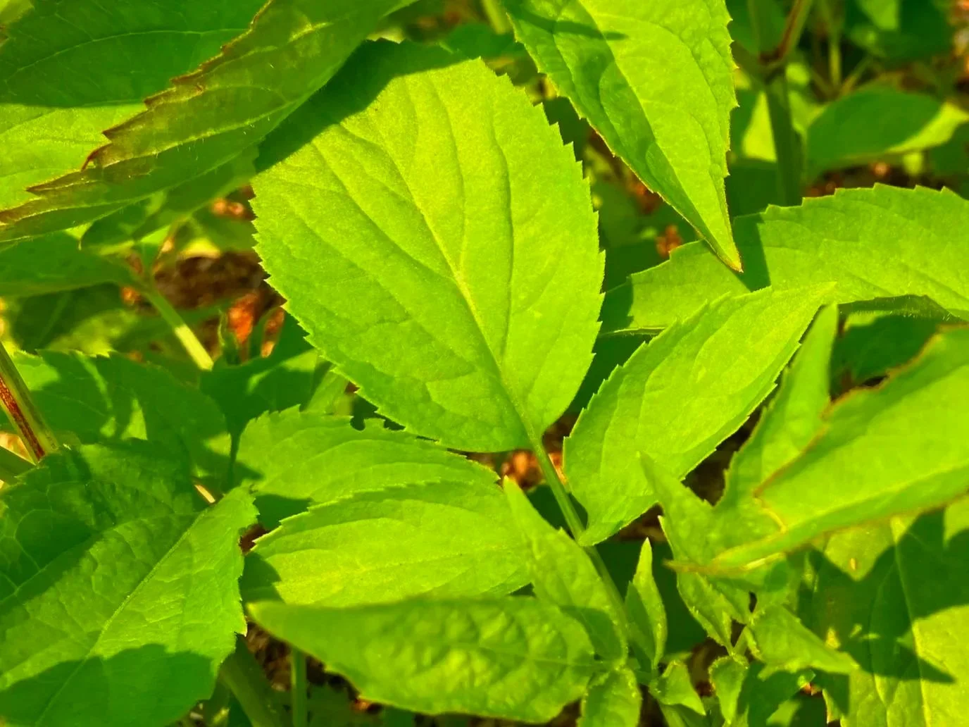 American Elderberry