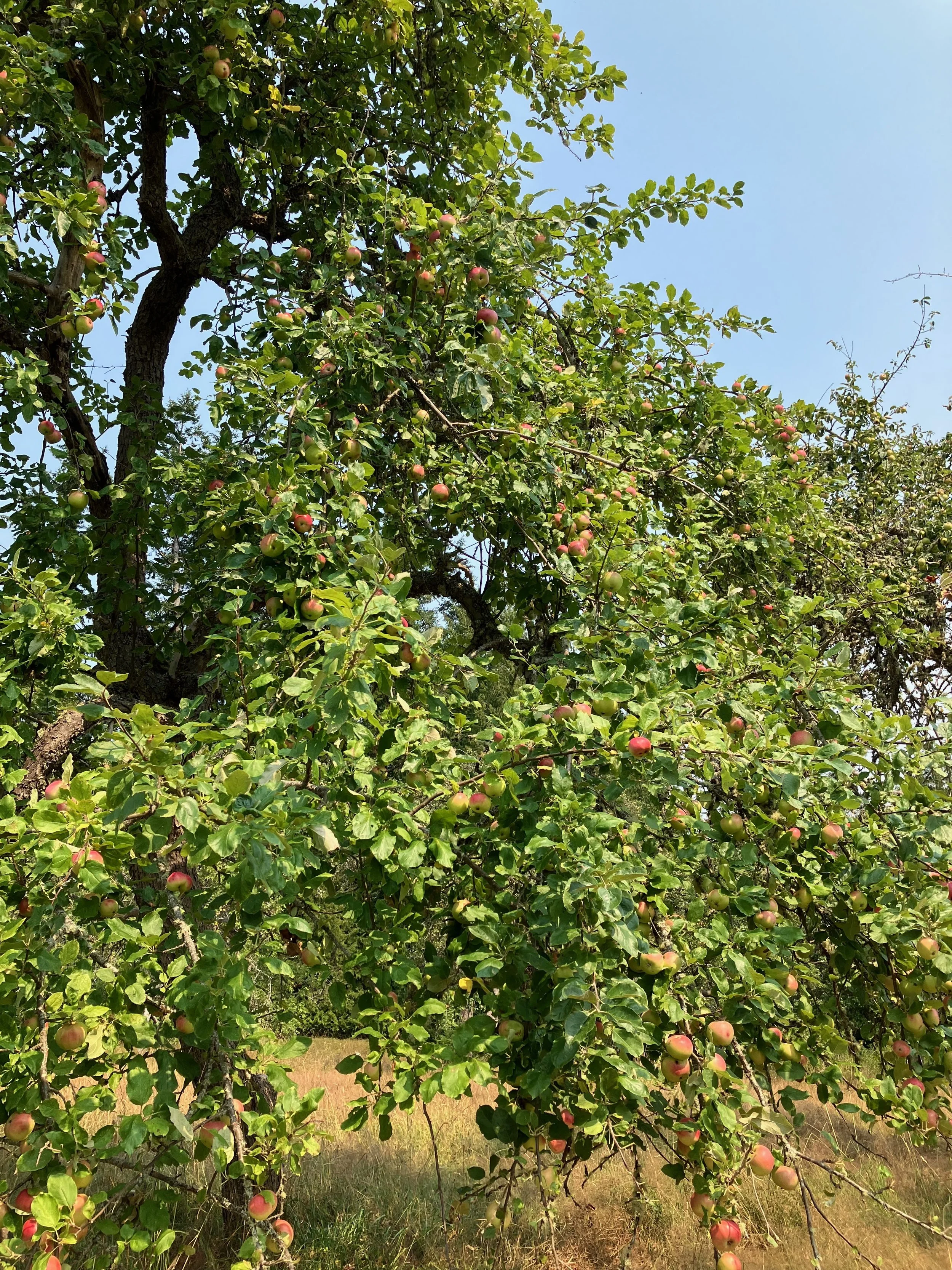 Pink August apples, grown using better than organic standards