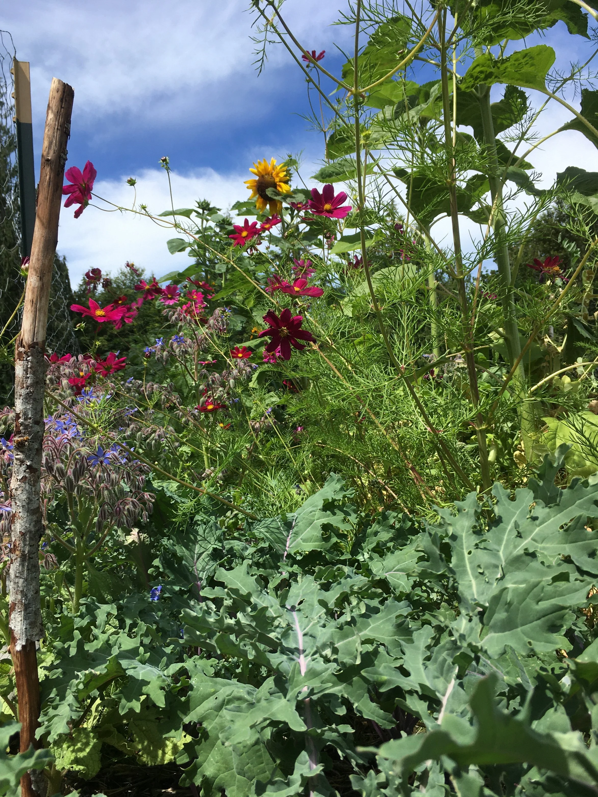 permaculture farm in full bloom with red cosmos and yellow sunflowers, grown using better-than-organic standards