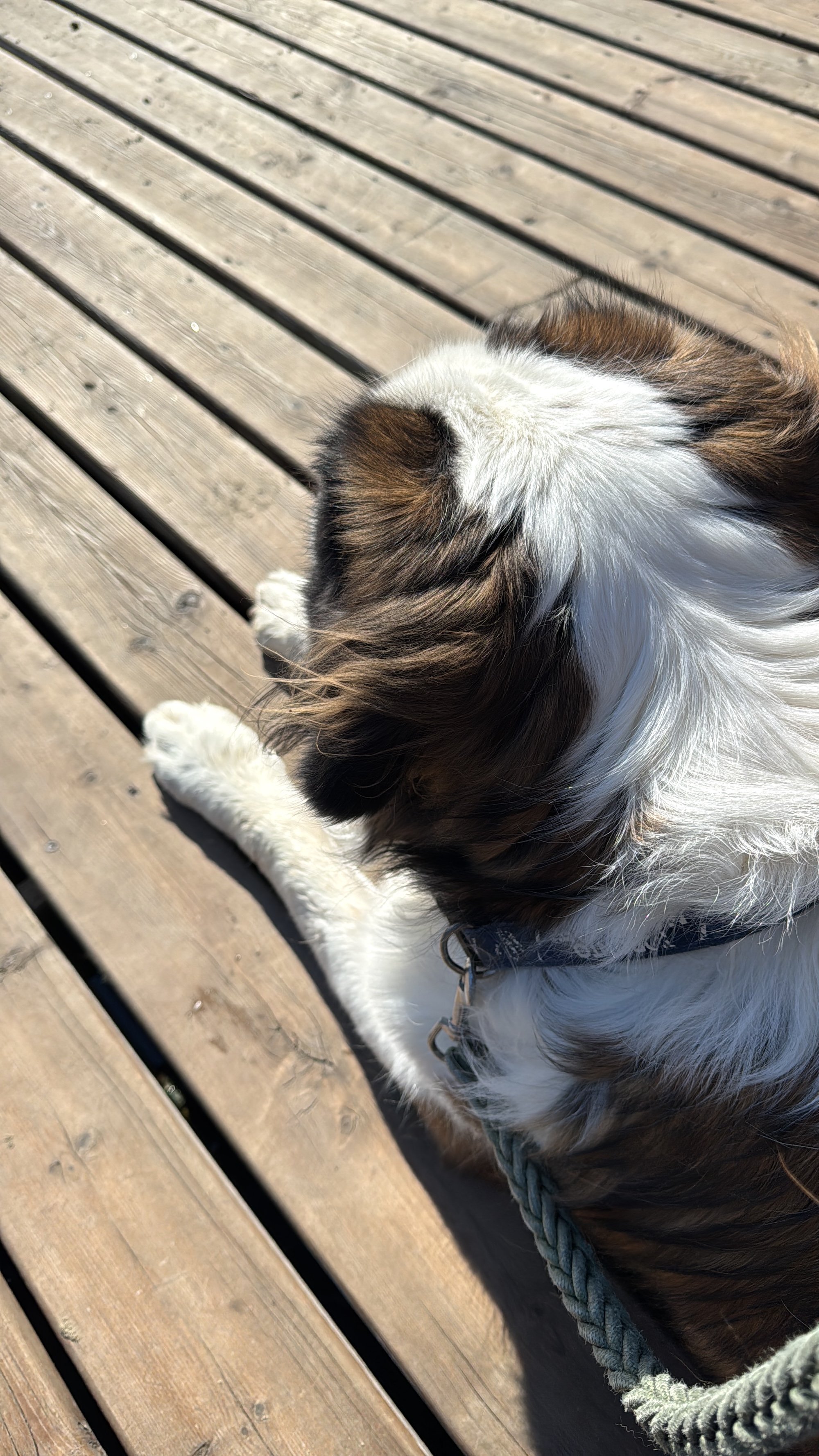 A dog is lying on a deck at the cottage
