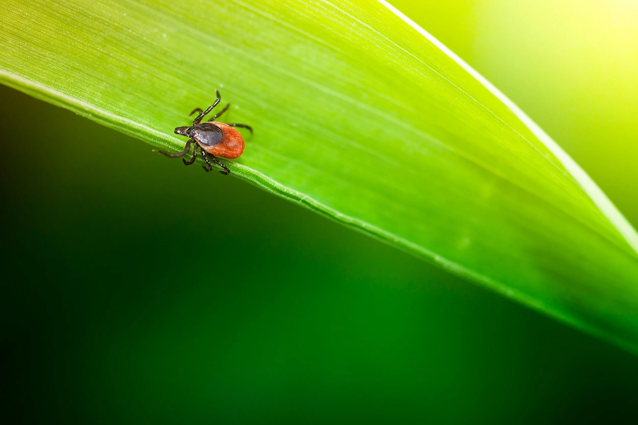 A Swollen Knee in Minnesota: Why Lyme Should Be on the List