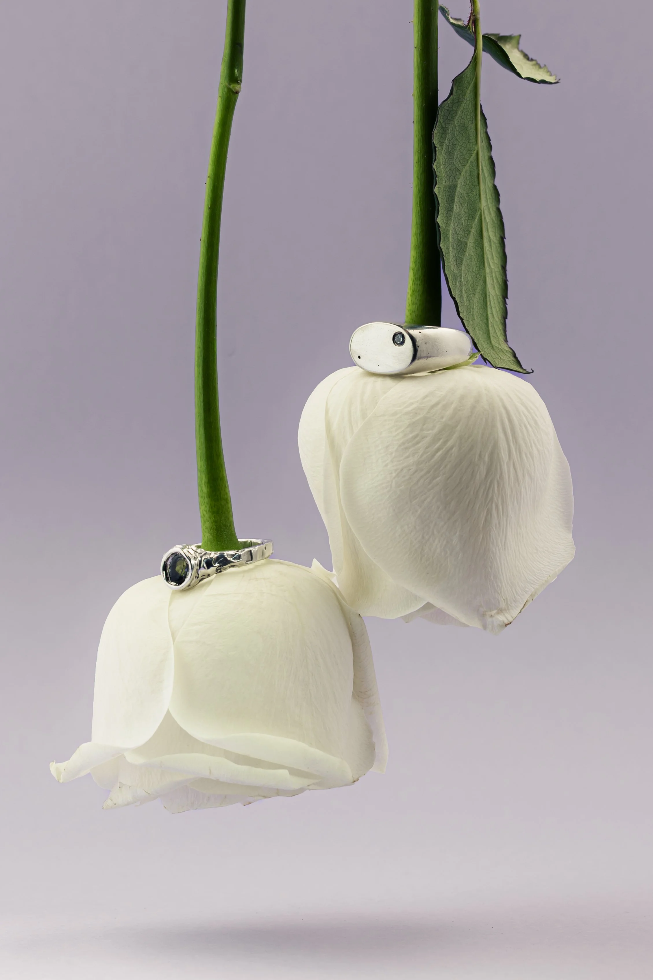 Two white roses with silver rings around their stems, one with a black gemstone, set against a neutral background.  jewellery product photography