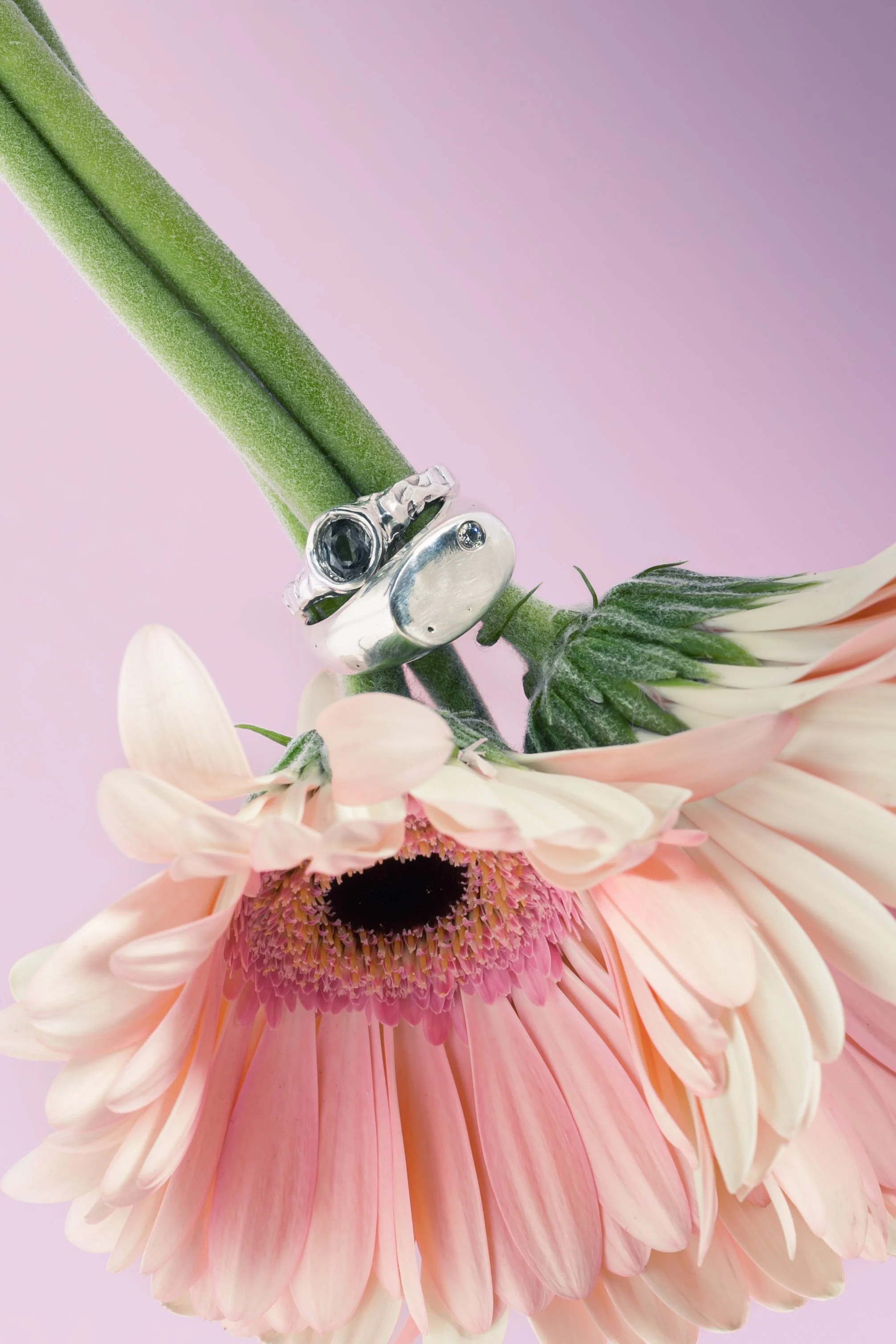 Close-up of a pink gerbera daisy with a ring on its green stem. The background is light purple. jewellery product photography