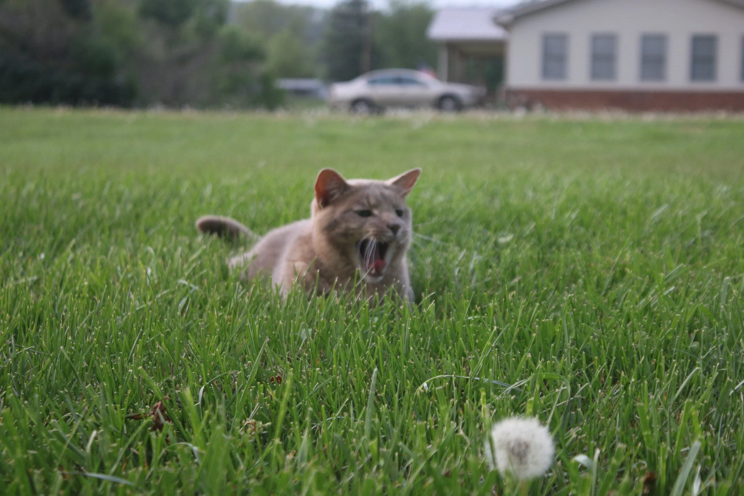 IMG_0299.jpeg