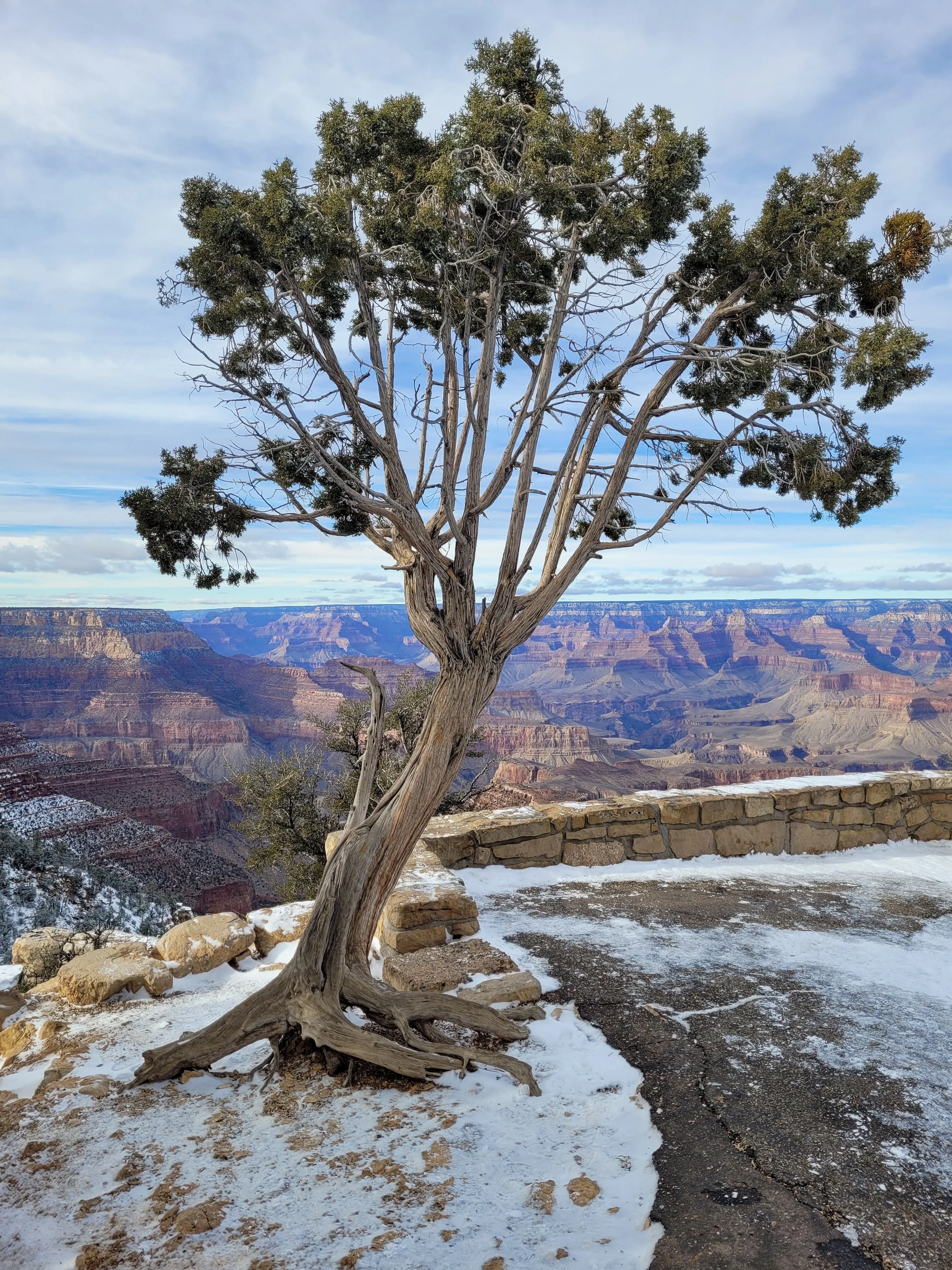 Grand Canyon Tree.jpg