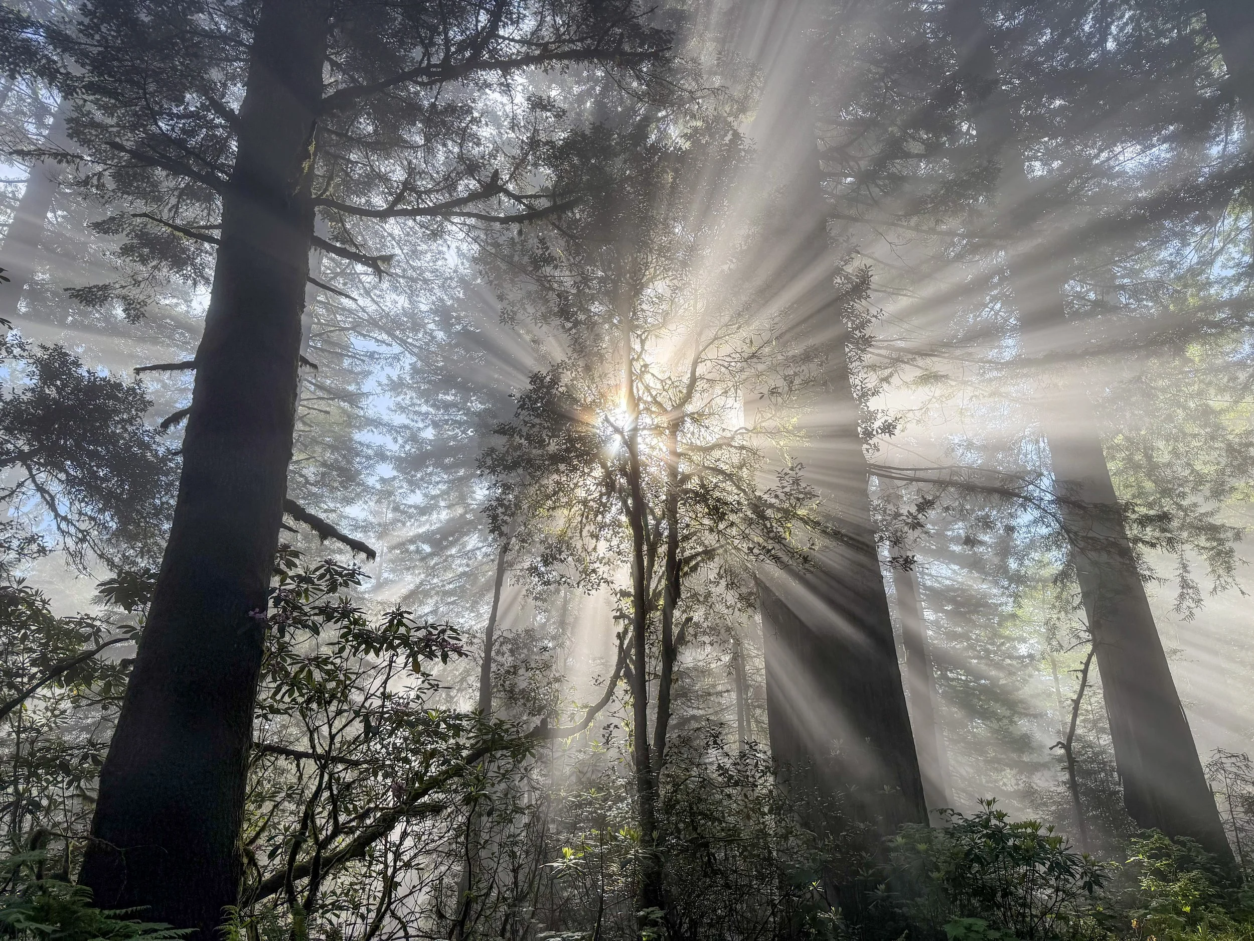 Cathedral Light