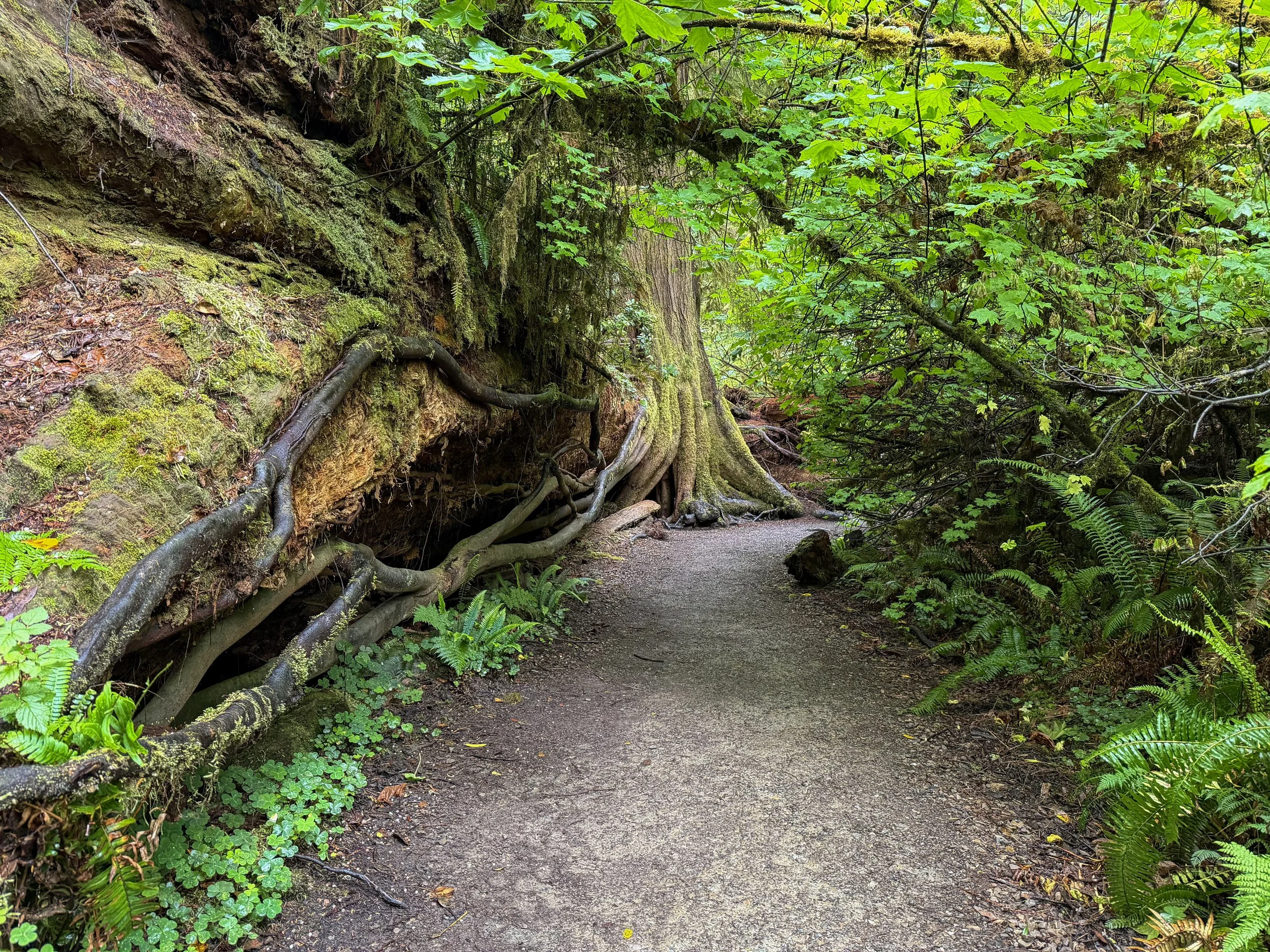 Rooted Forest Path