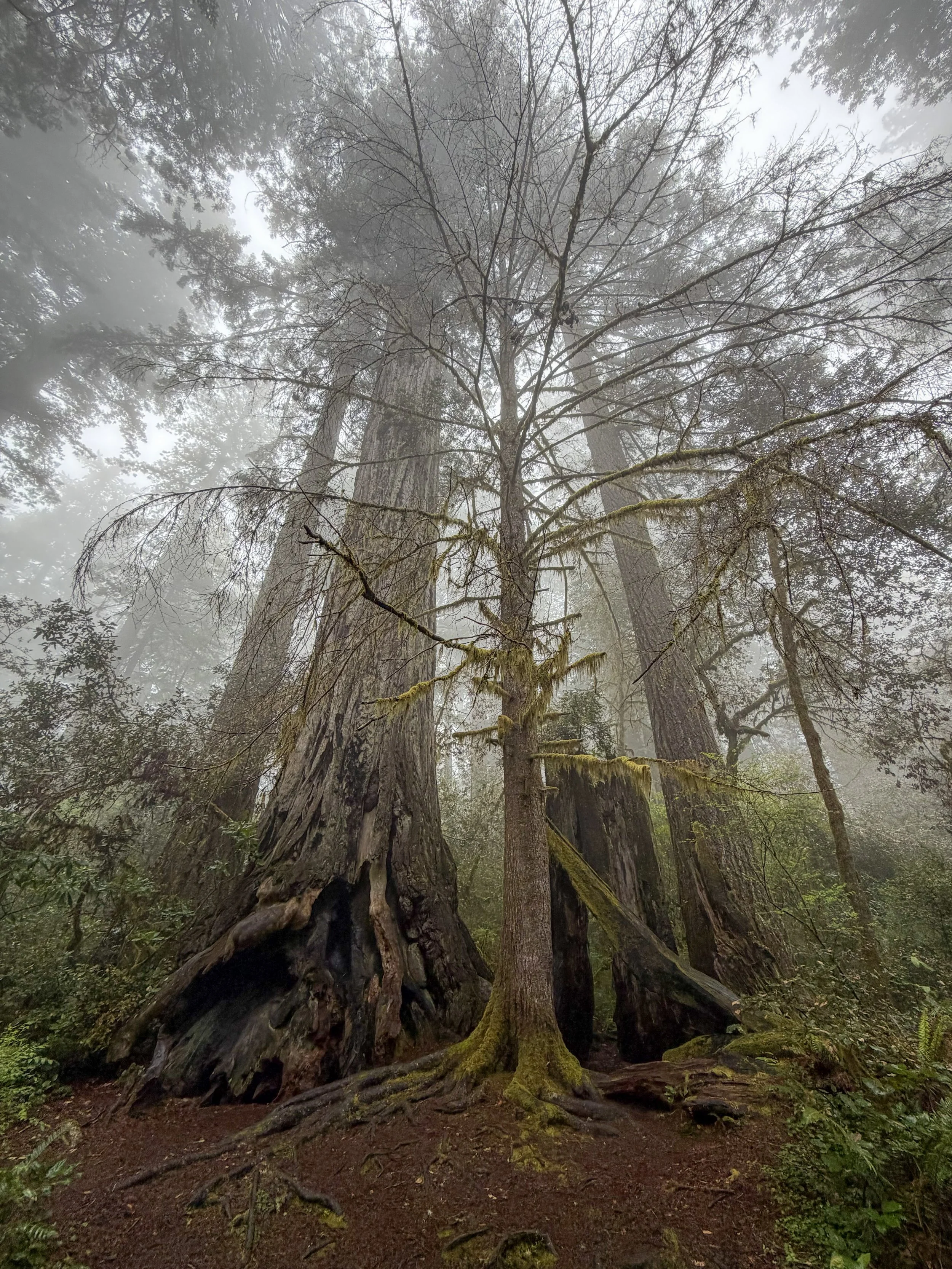 The Ancient Grove