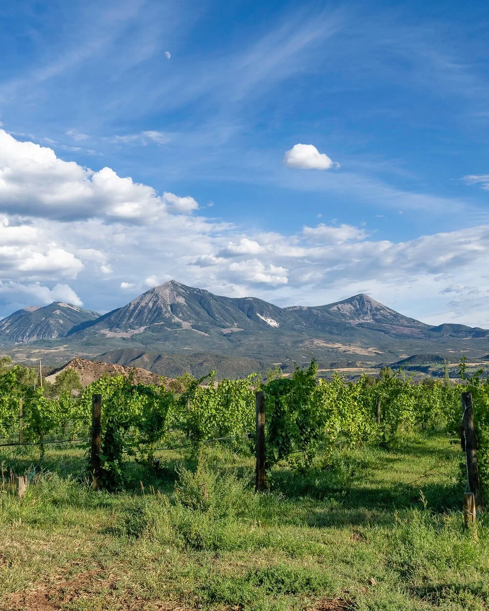 Vineyard with green grapevines in front of mountains under a partly cloudy sky with the moon visible.