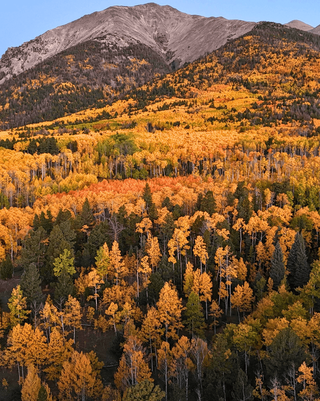 A mountain landscape with a forest of colorful autumn trees in shades of orange, yellow, and green.