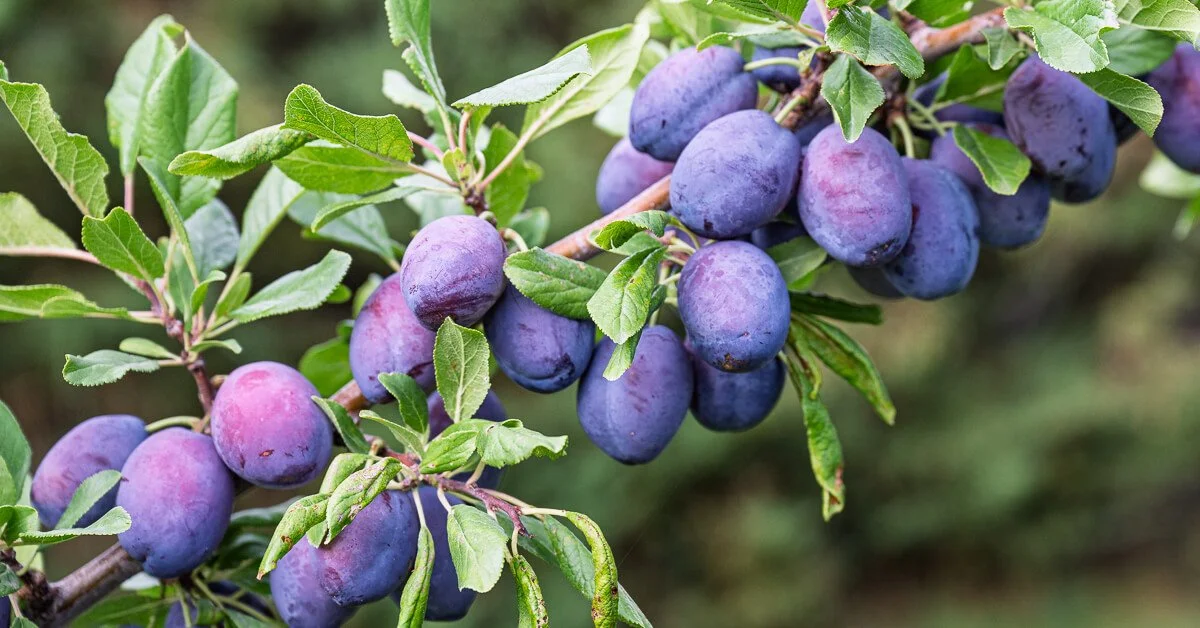 Cluster of ripe purple plums on a tree branch with green leaves.