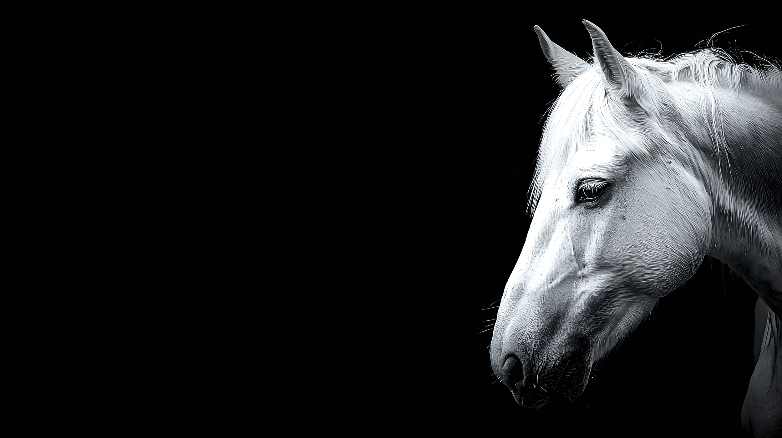 A detailed, close-up image of a white horse's head against a black background.