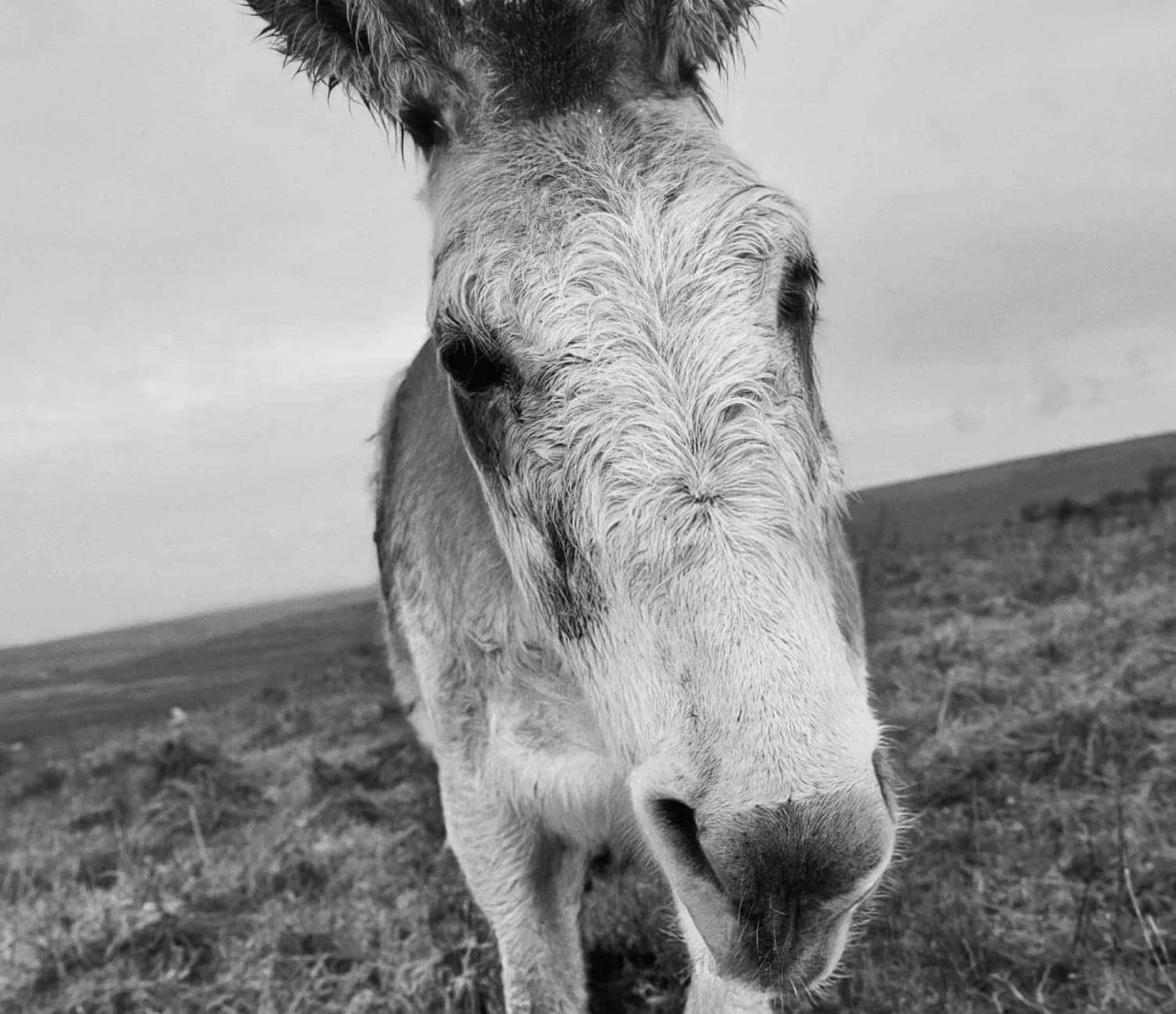 A close-up black and white photo of a donkey wandering in an open field. Random attention grabbing image from a brand like Told Studio that wants to do things differently.