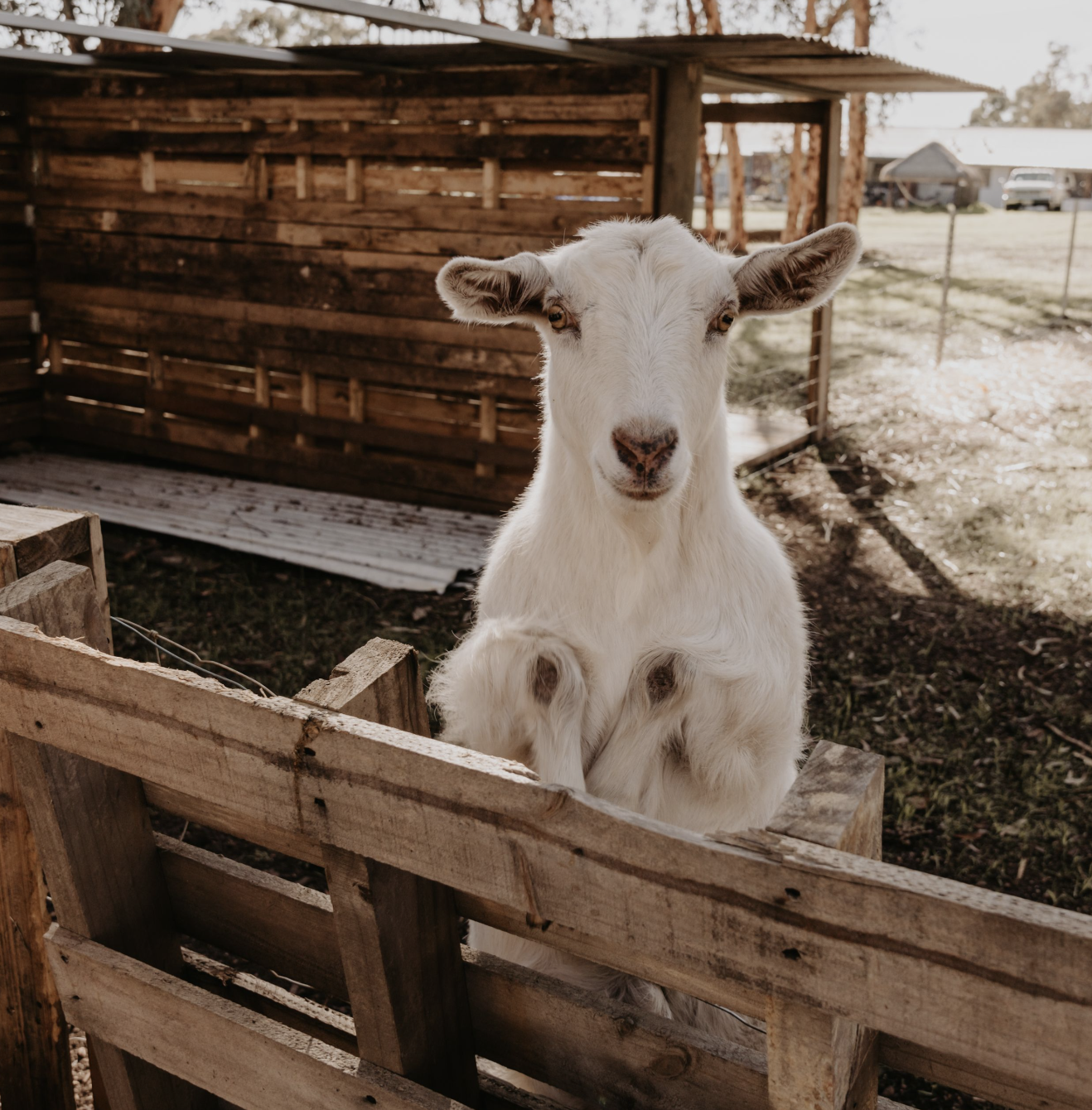 Young white goat standing behind a wooden fence in an outdoor rural setting, with a rustic shed and parked cars in the background.