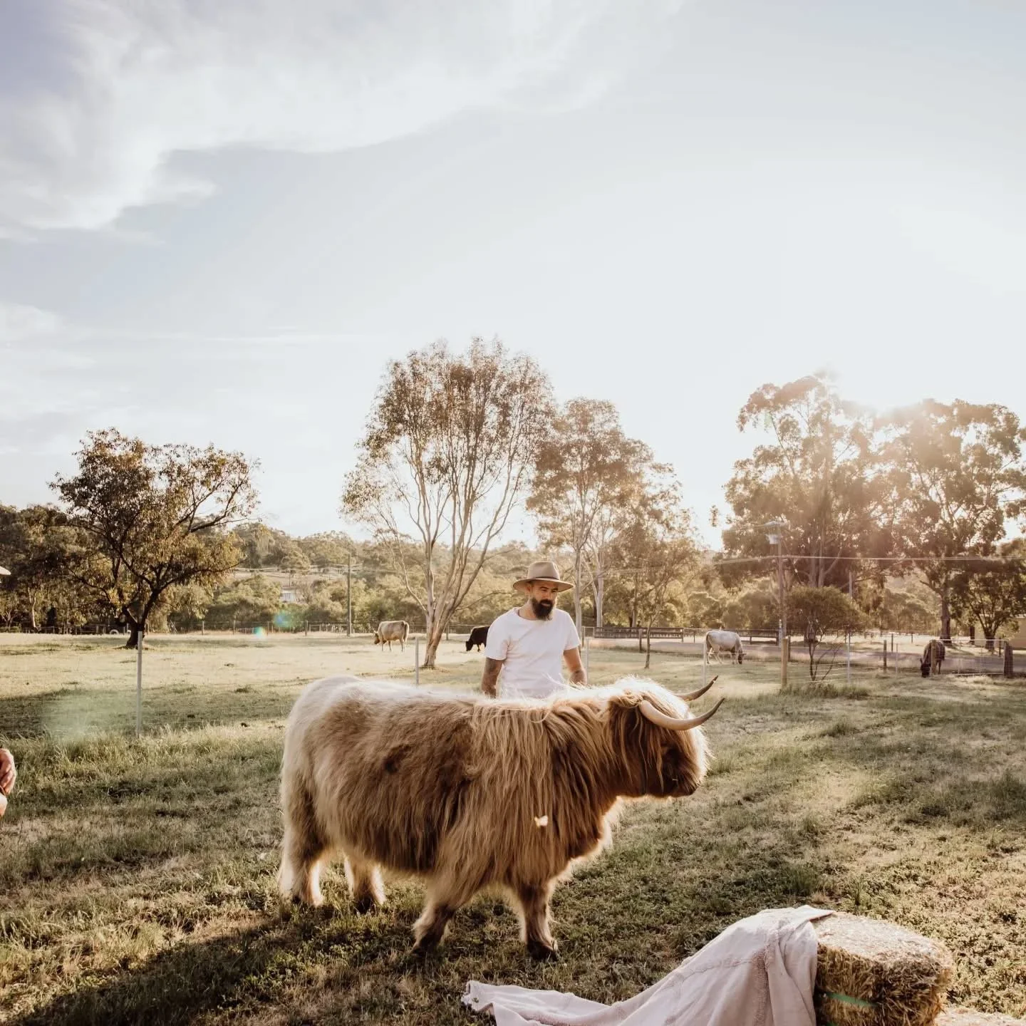 Man wearing a hat standing in a field with a Highland cow. There are other cows and trees in the background during sunset.