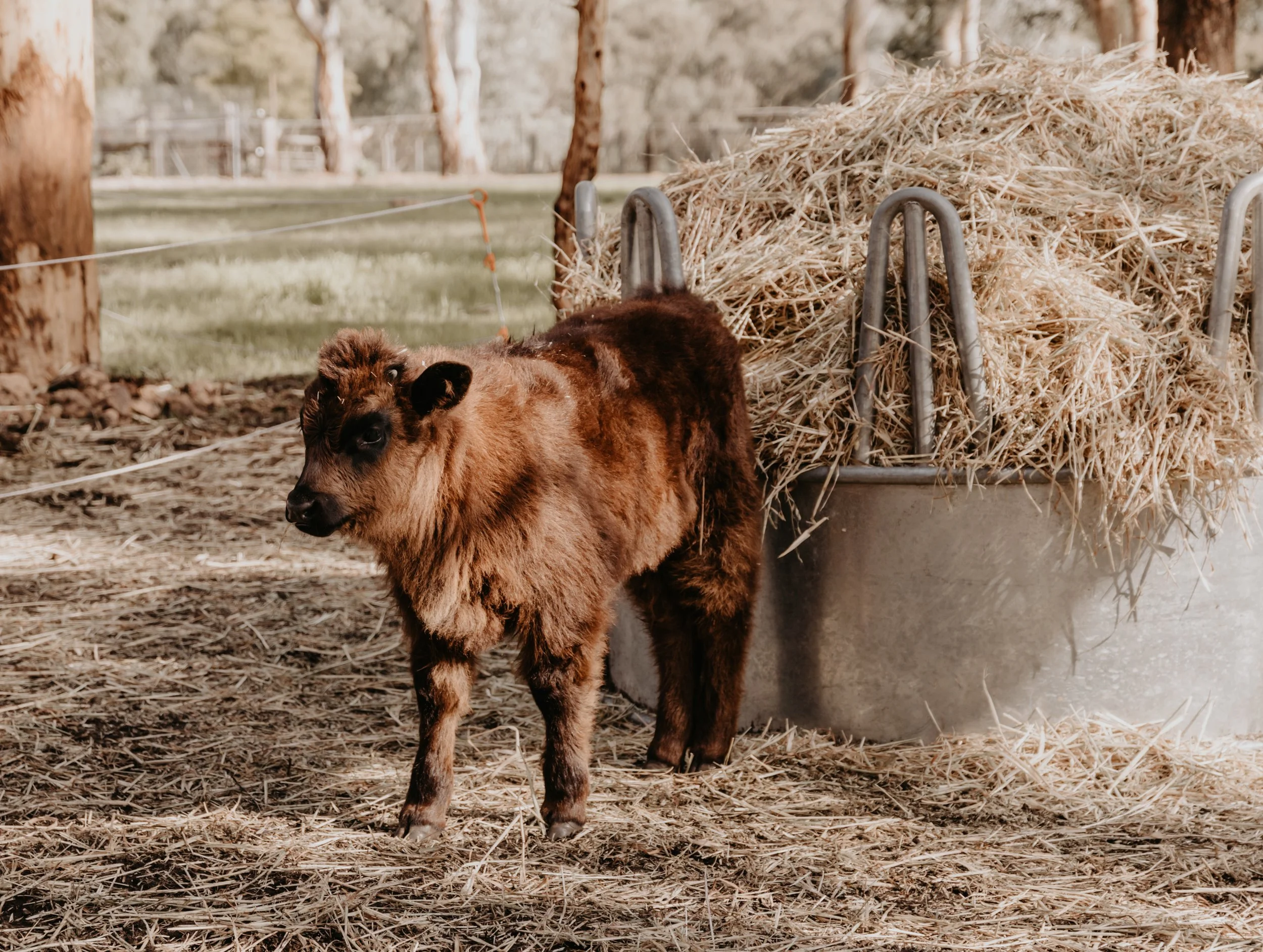 A dog standing next to a wheelbarrow filled with hay in an outdoor farm or pasture setting with trees and fencing in the background.