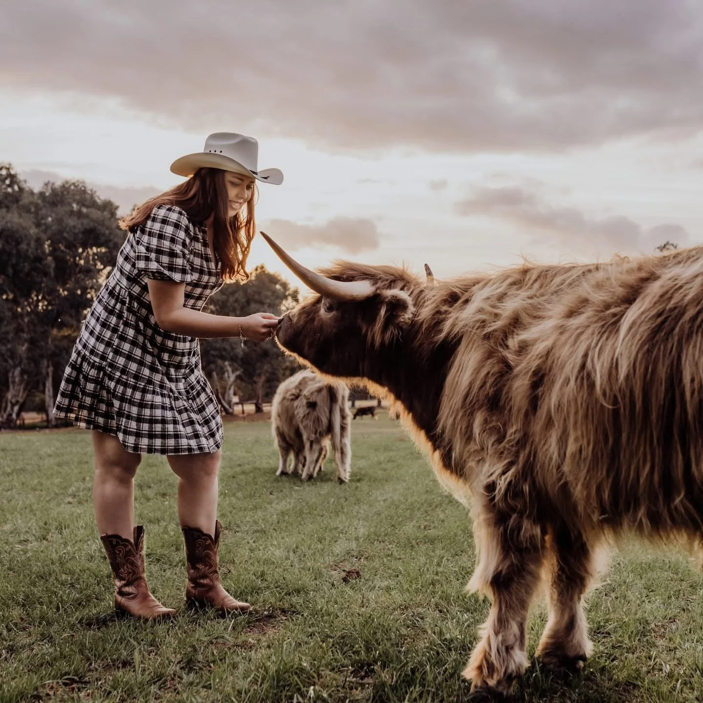 A woman in cowboy hat, plaid dress, and cowboy boots feeds a large cow in a grassy field during sunset with another cow in the background.