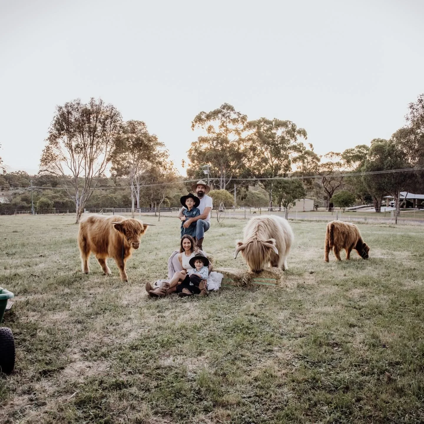 A family of four with two young children and two Highland cattle sitting on the grass at a farm during sunset with trees in the background.