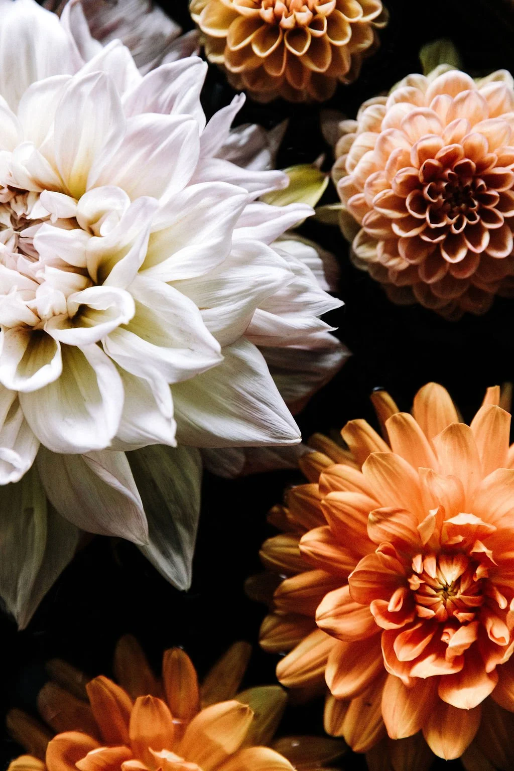 DAHLIAS