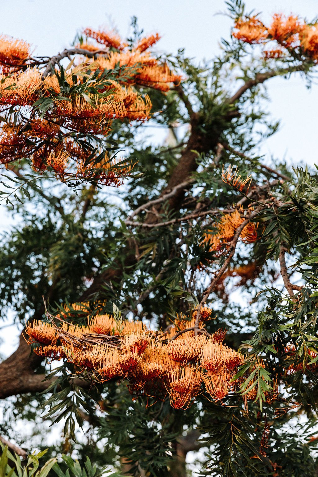 GREVILLEA