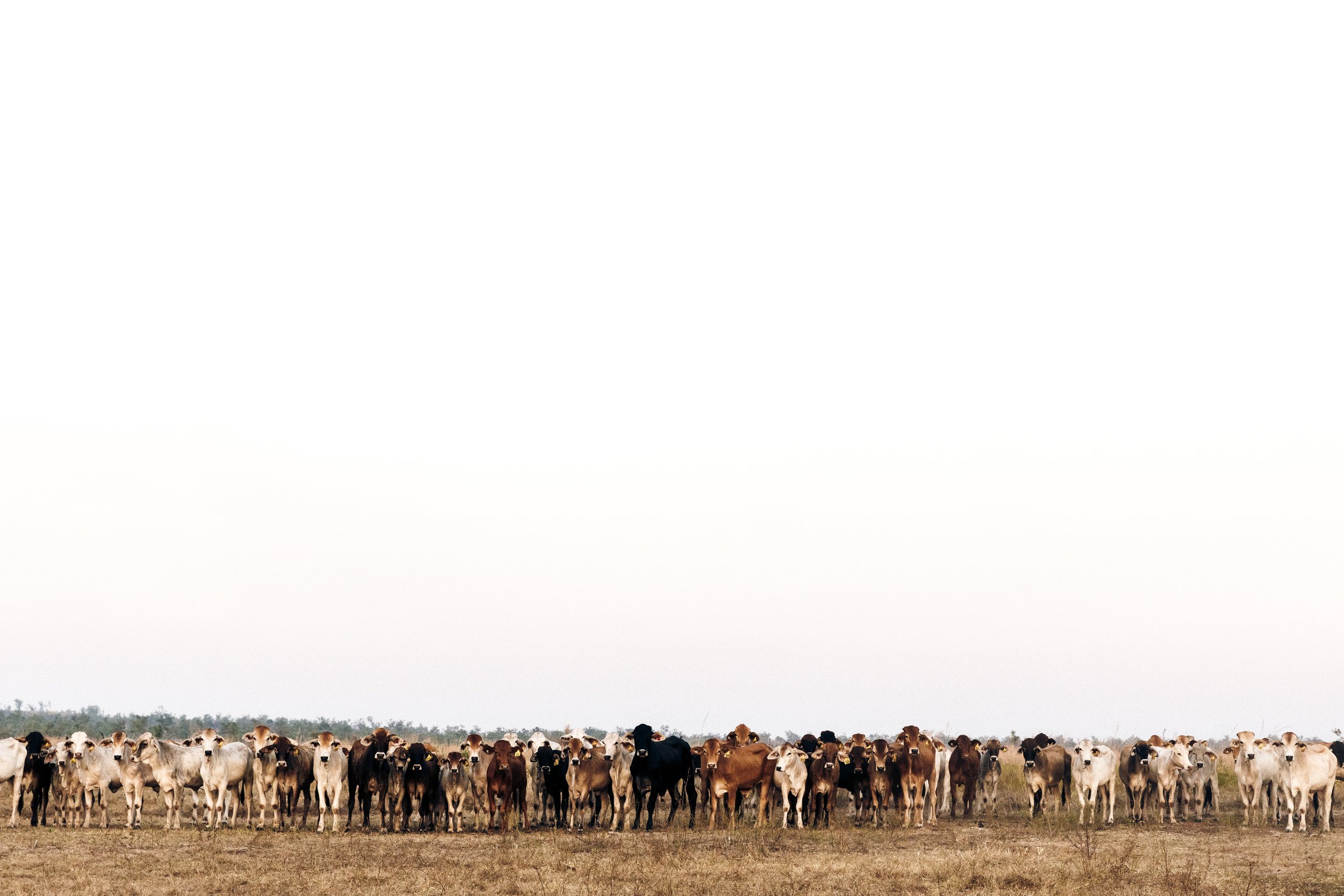 bramenlineup_highres.jpg