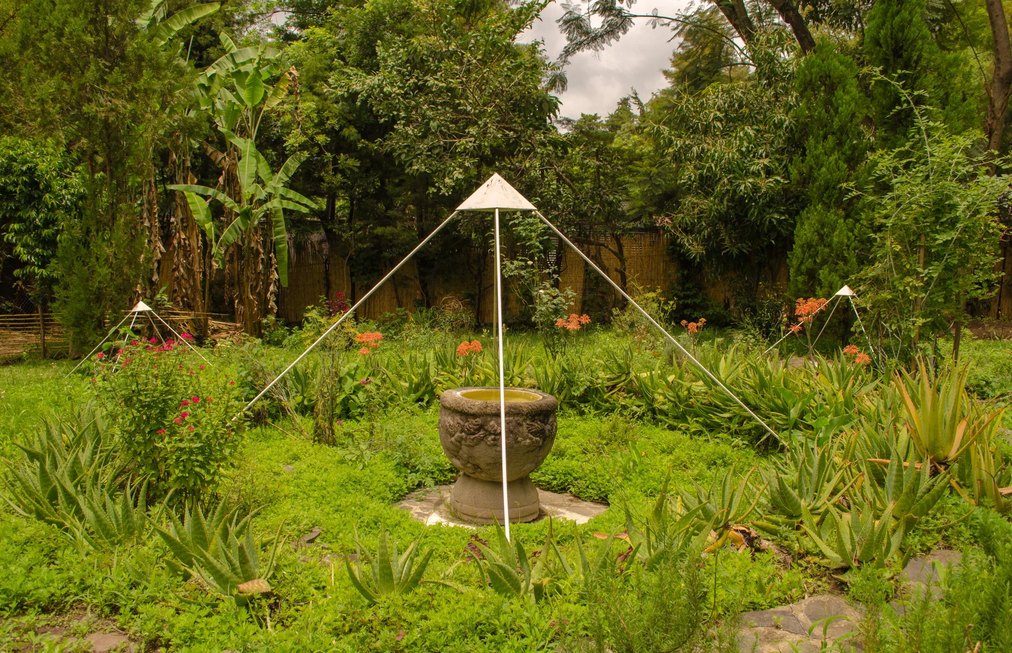 Jardín con plantas de aloe vera, árboles grandes y un macetero de piedra en el centro, rodeado de cercas de madera y estructura para plantas