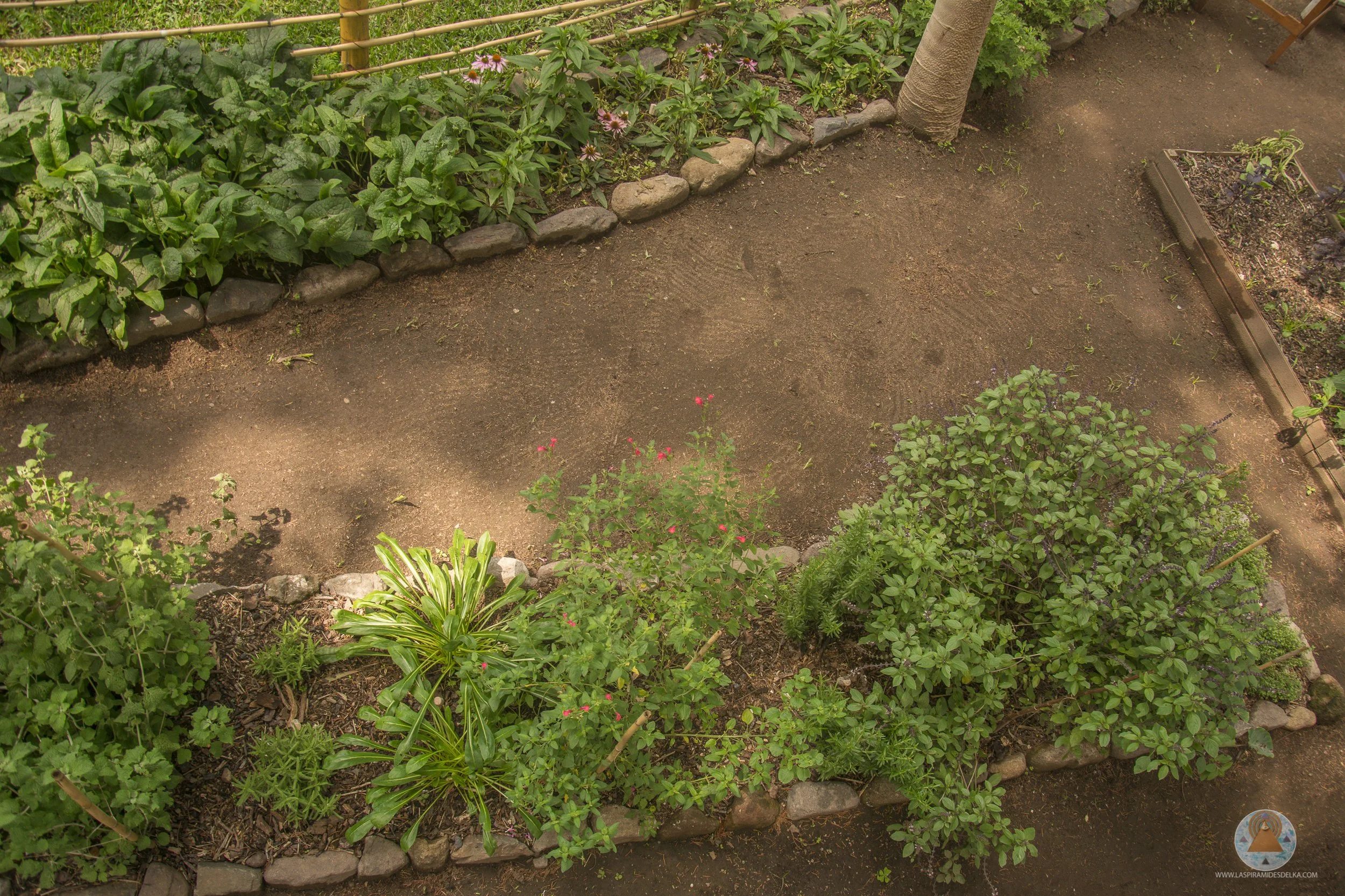 Jardín con plantas, arbustos y florero en borde de piedra. La tierra está arenosa y contiene algunas pequeñas plantas y hojas verdes.