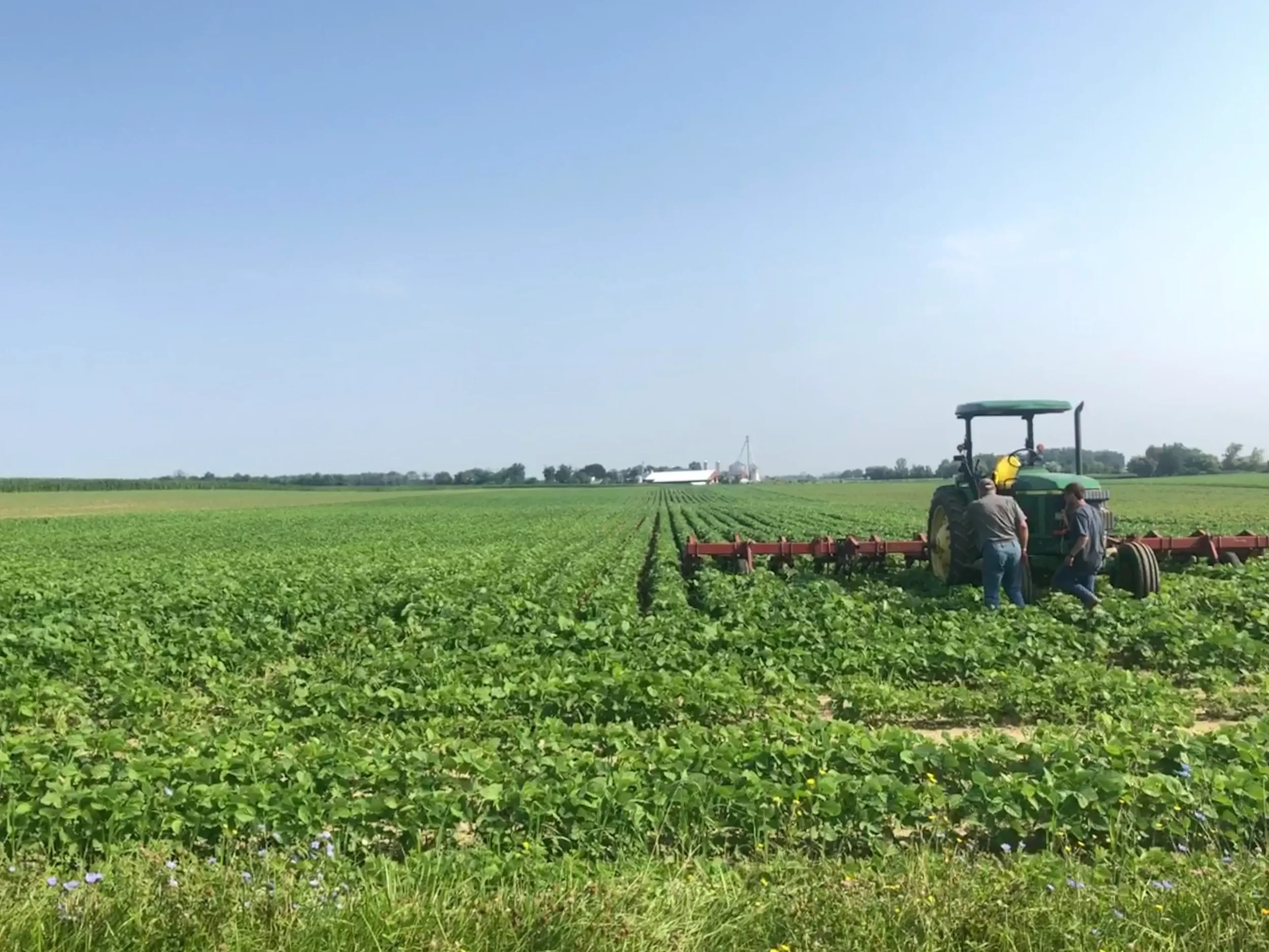 How BAM Buckwheat Milk Found Its Roots with Organic Farming