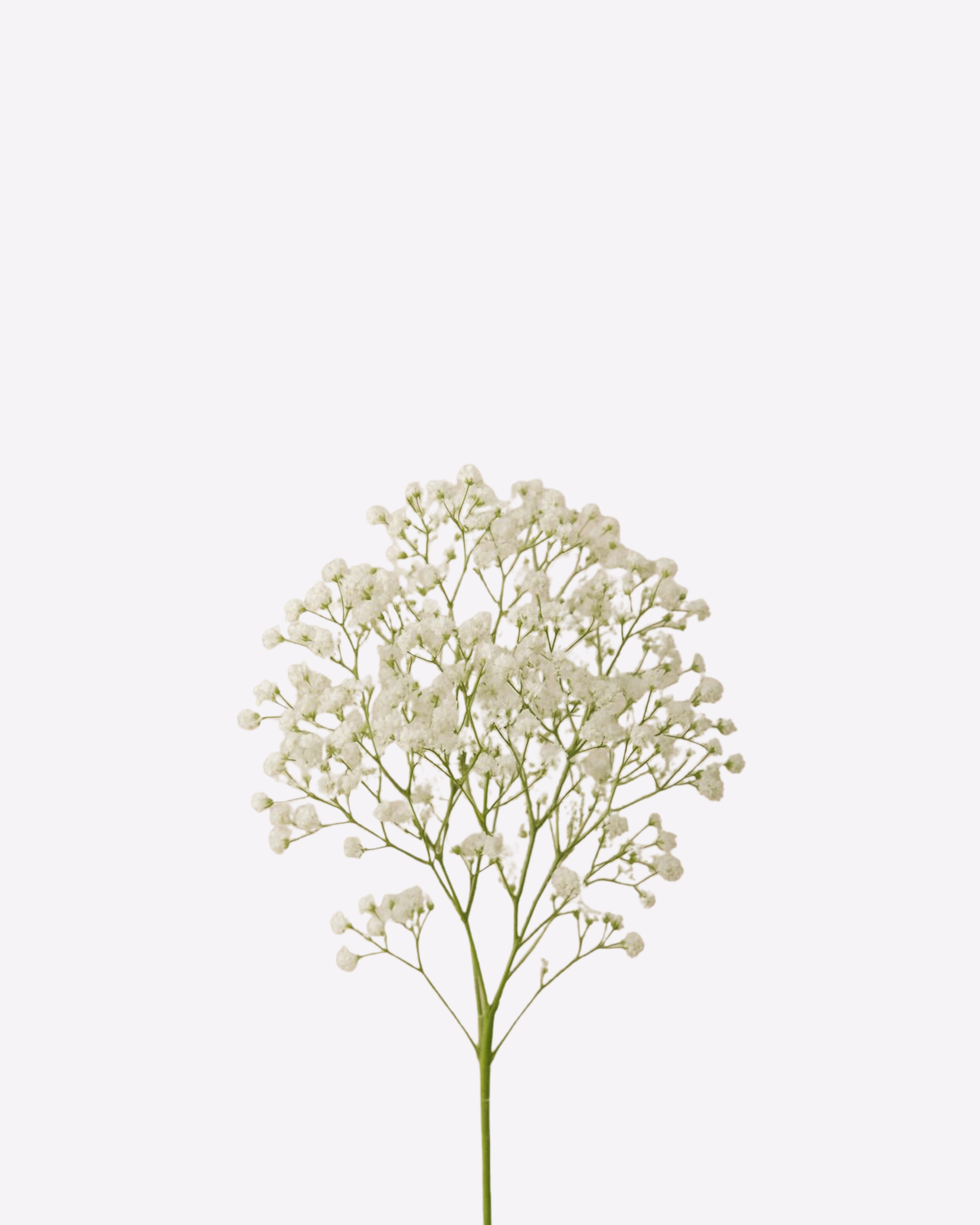 White baby's breath flowers on a green stem.
