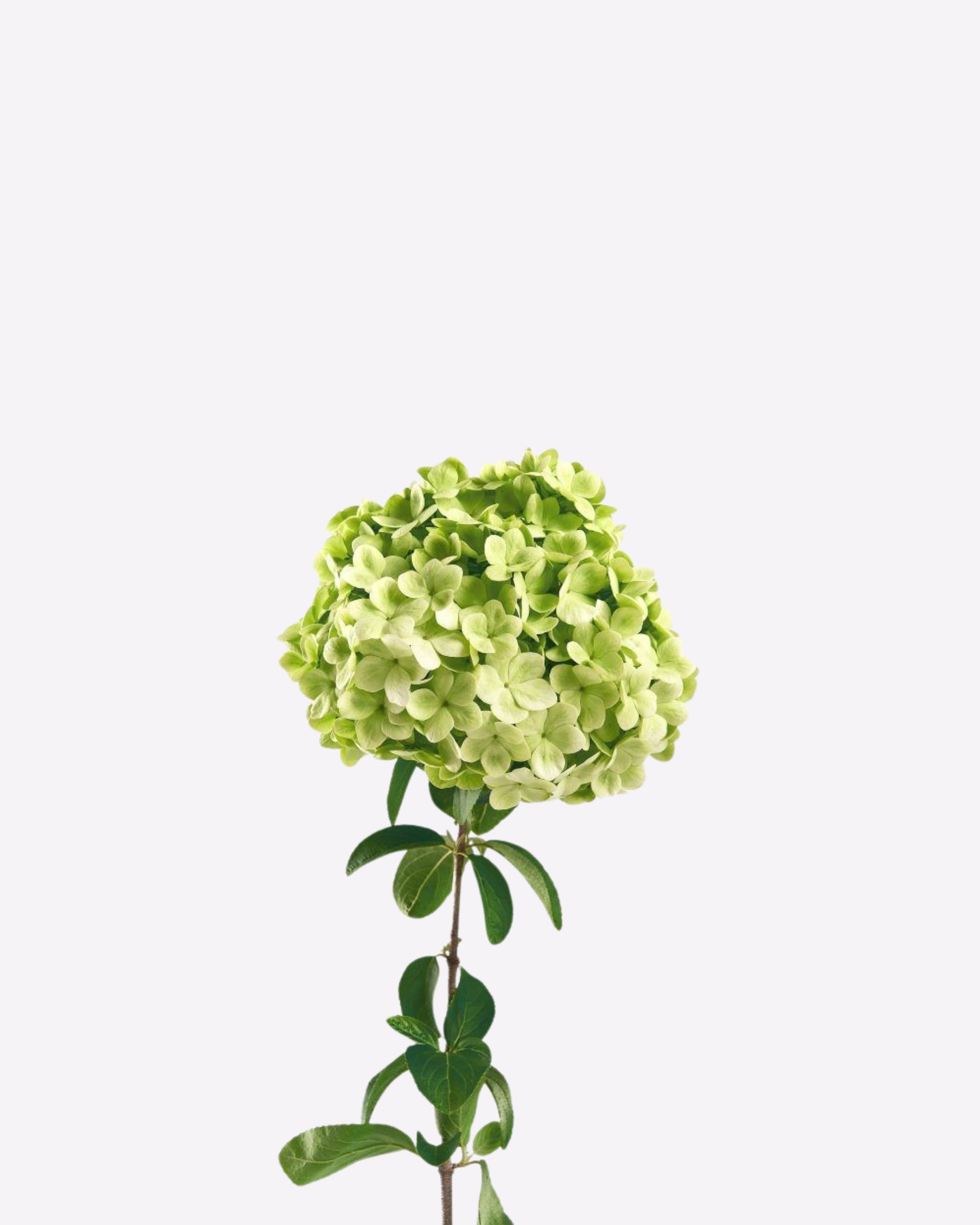 A single green hydrangea flower with green leaves.