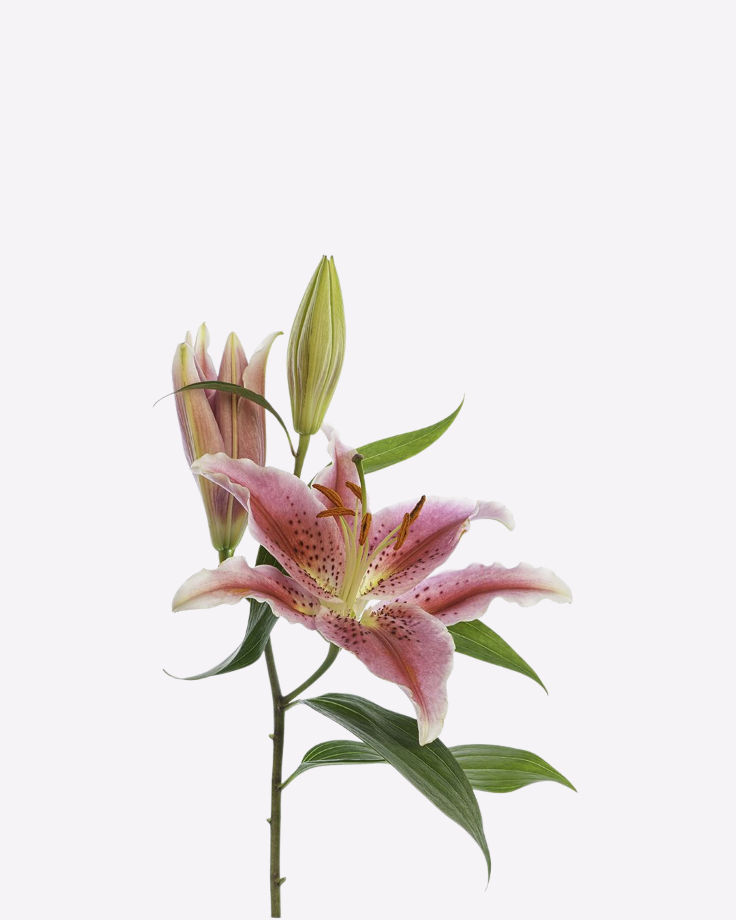 A pink lily flower with buds and green leaves.