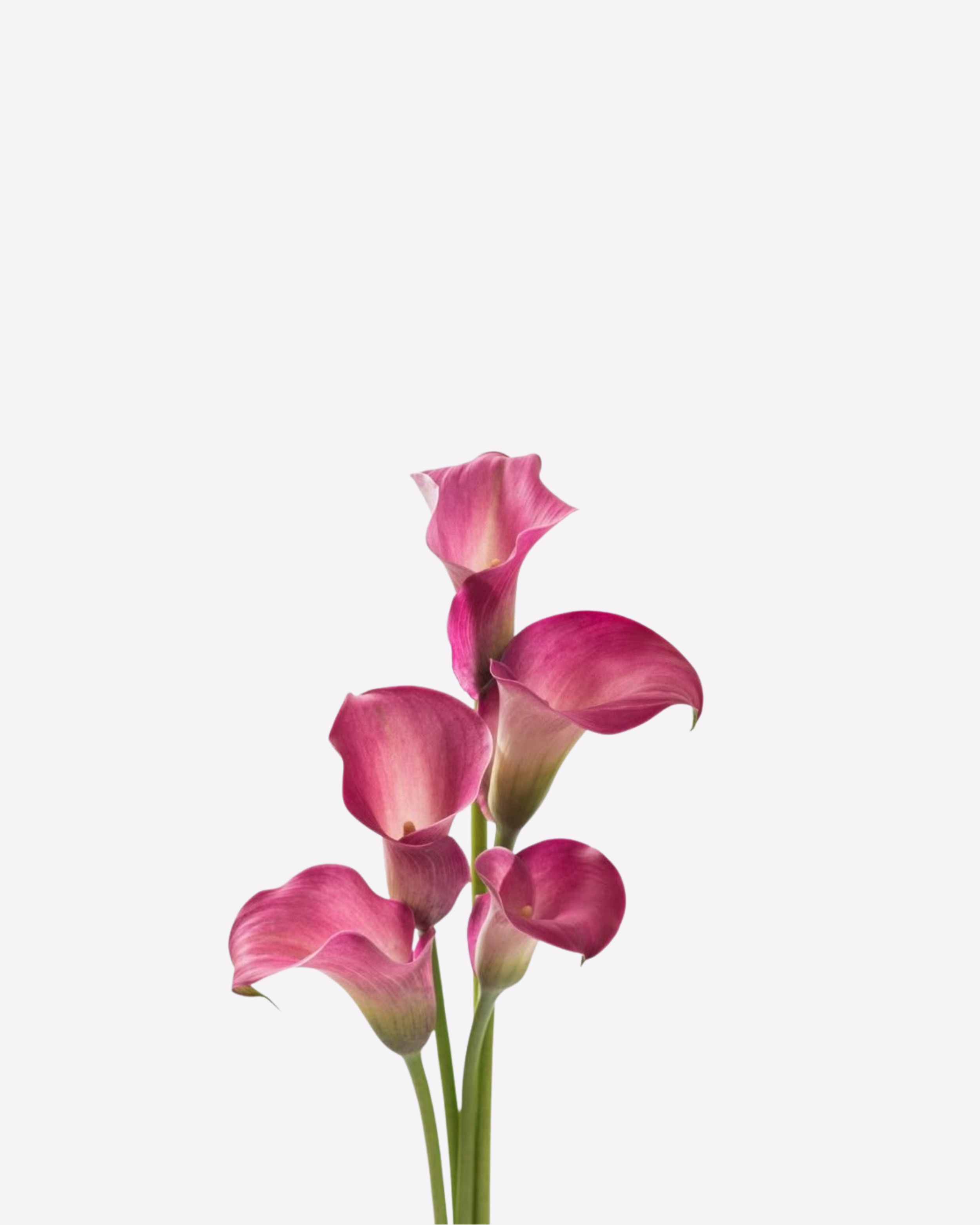Pink calla lily flowers with green stems .