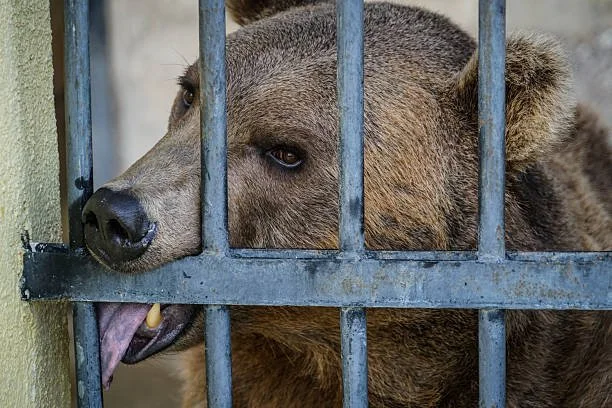 bear.jpg
