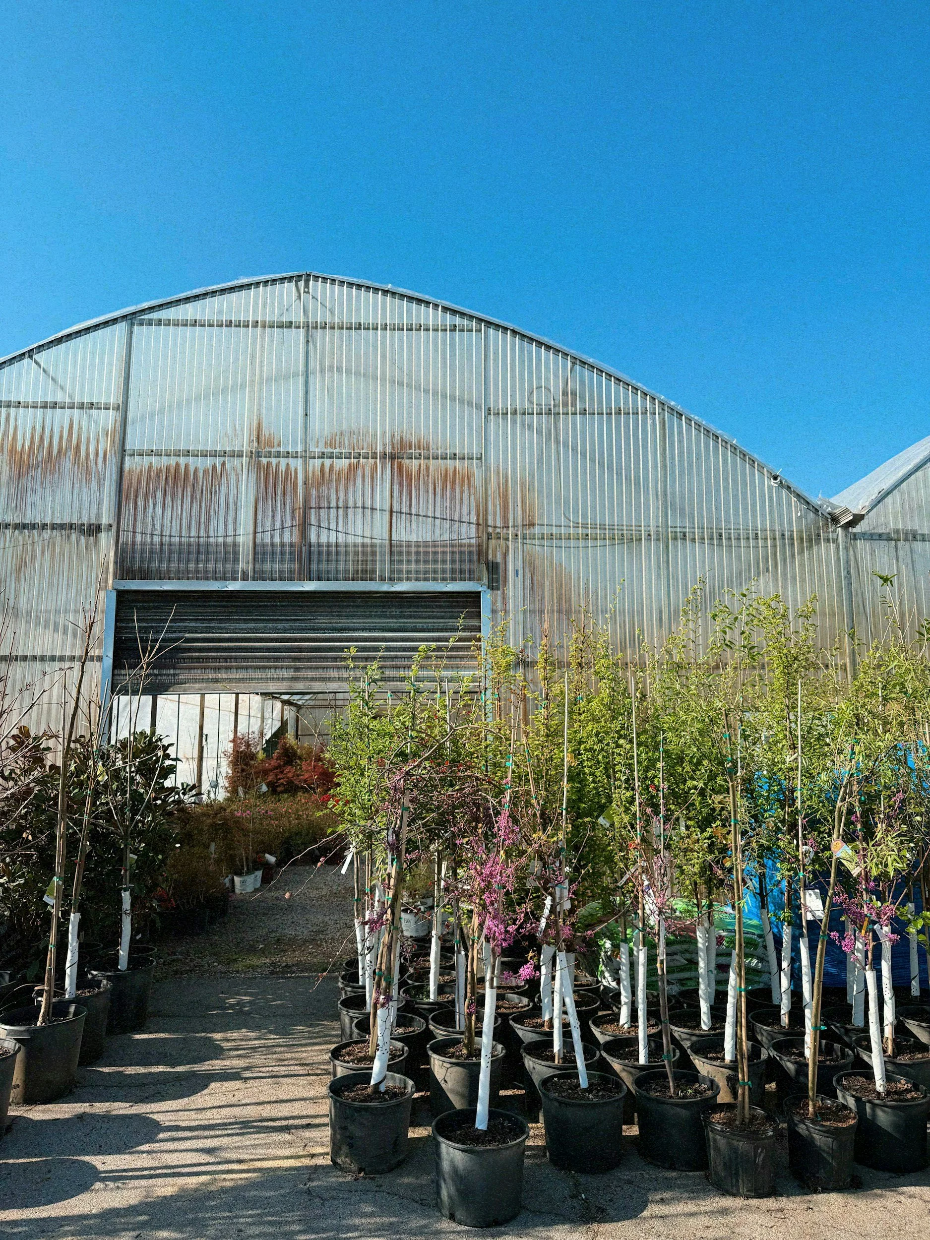 A greenhouse with a row of potted plants and small trees in front, under a clear blue sky, with some flowering branches and green vegetation at the bottom.