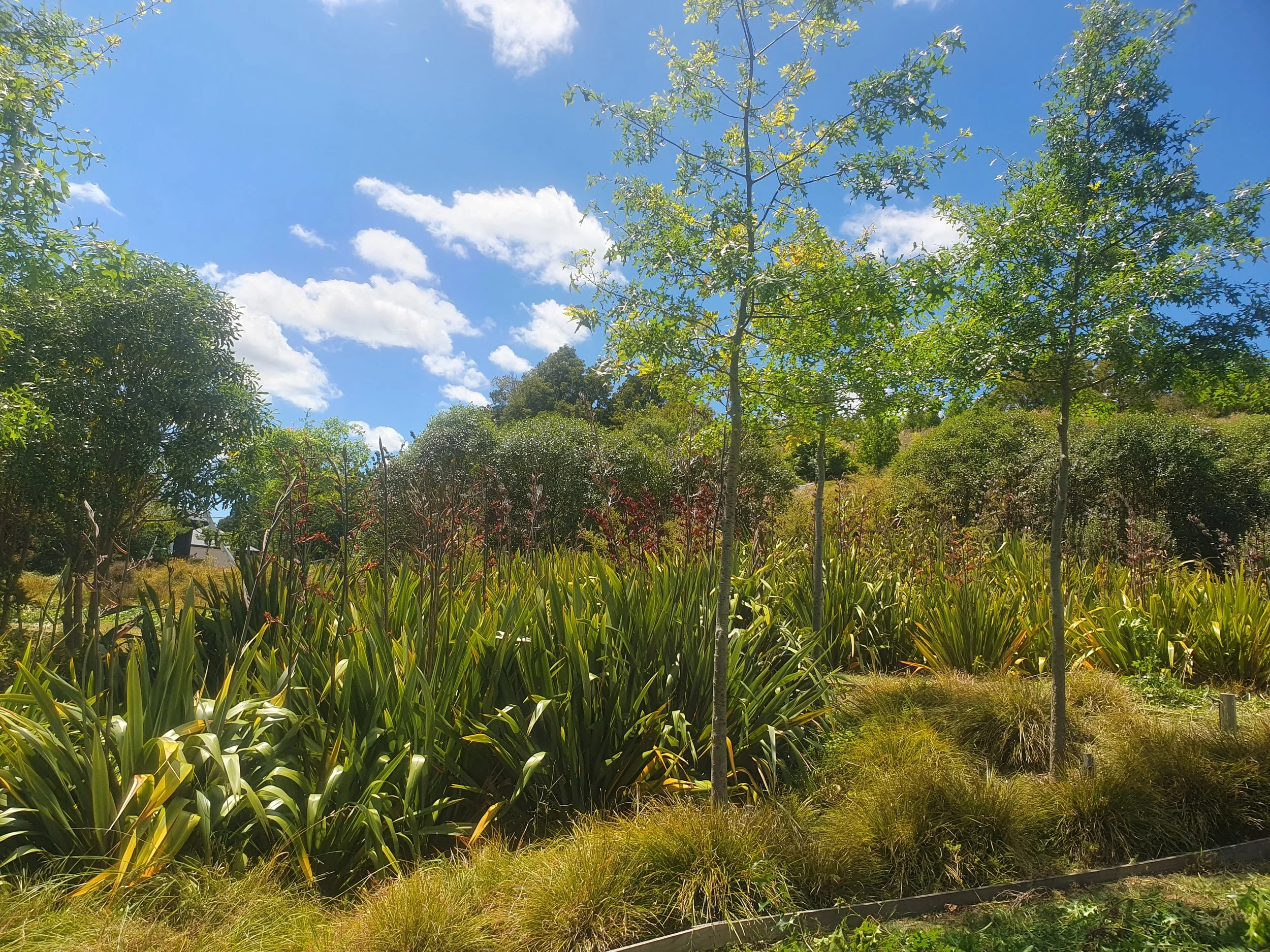 A landscaped garden with various green shrubs and small trees, a bright blue sky with some clouds, and a patch of grass and a low fence in the foreground.