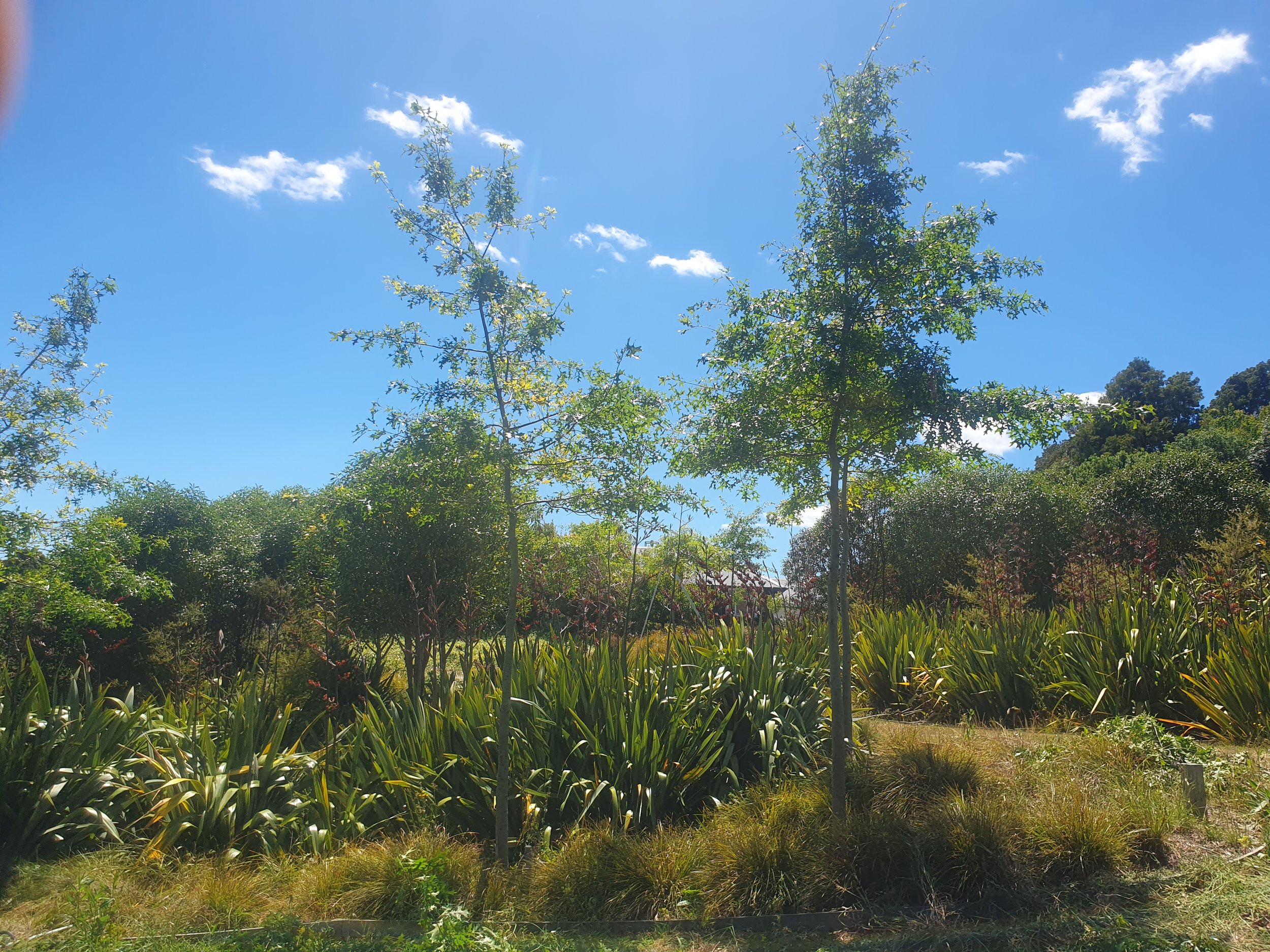 A sunny outdoor scene with trees and green bushes under a blue sky with scattered white clouds.