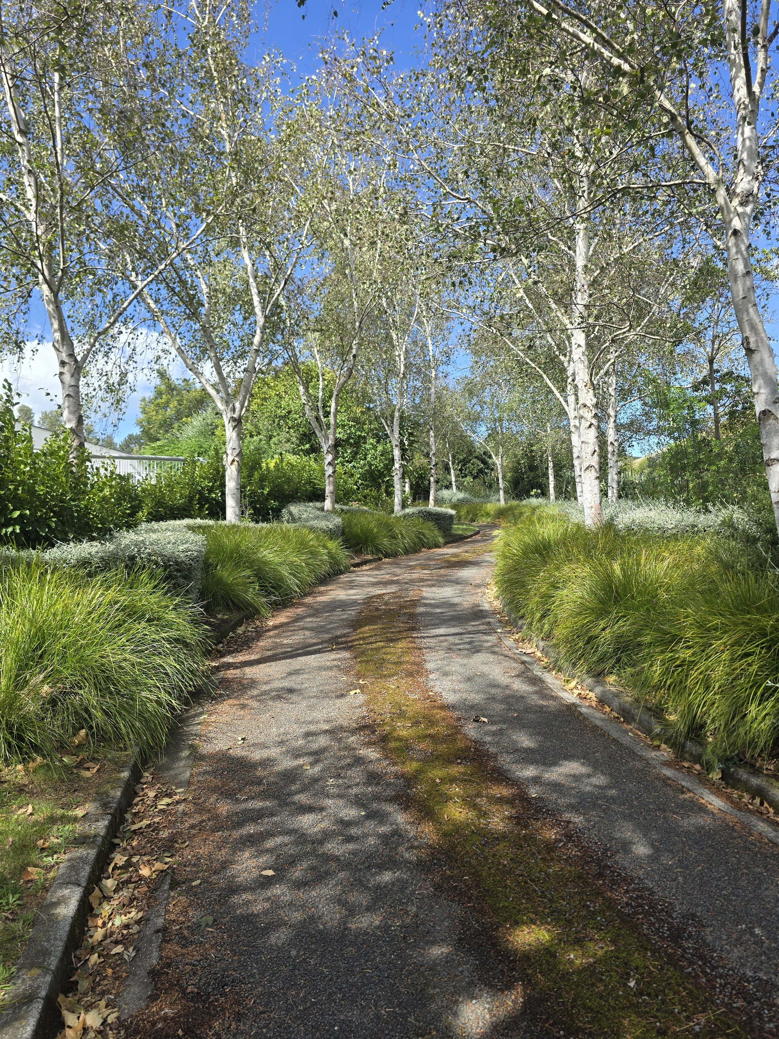 A winding pathway through a lush green park with tall trees and bushes on either side, sunny weather, and a bright blue sky with a few clouds.
