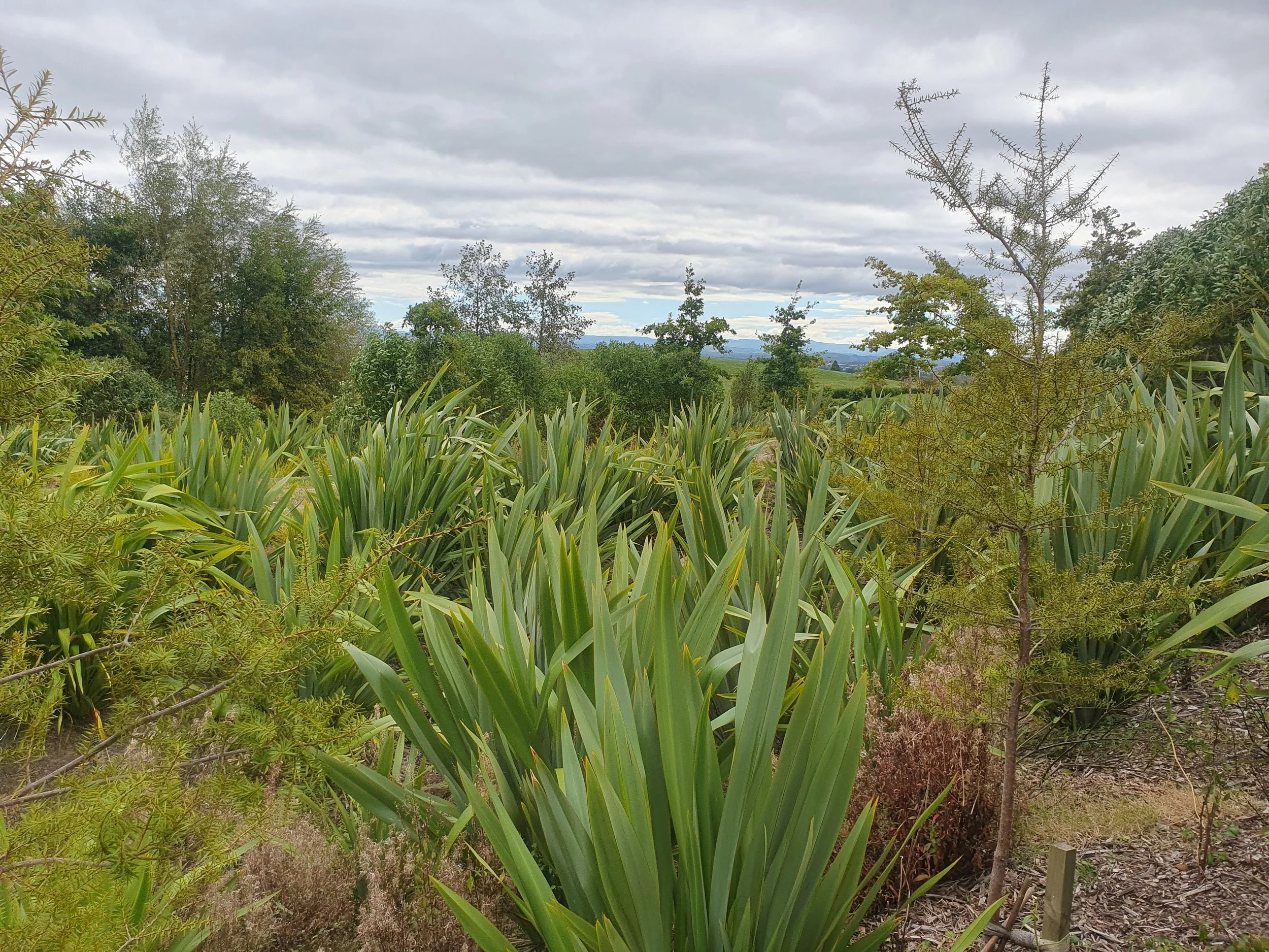 A scenic landscape under a cloudy sky with various green trees and tall grass in the foreground, with distant hills.