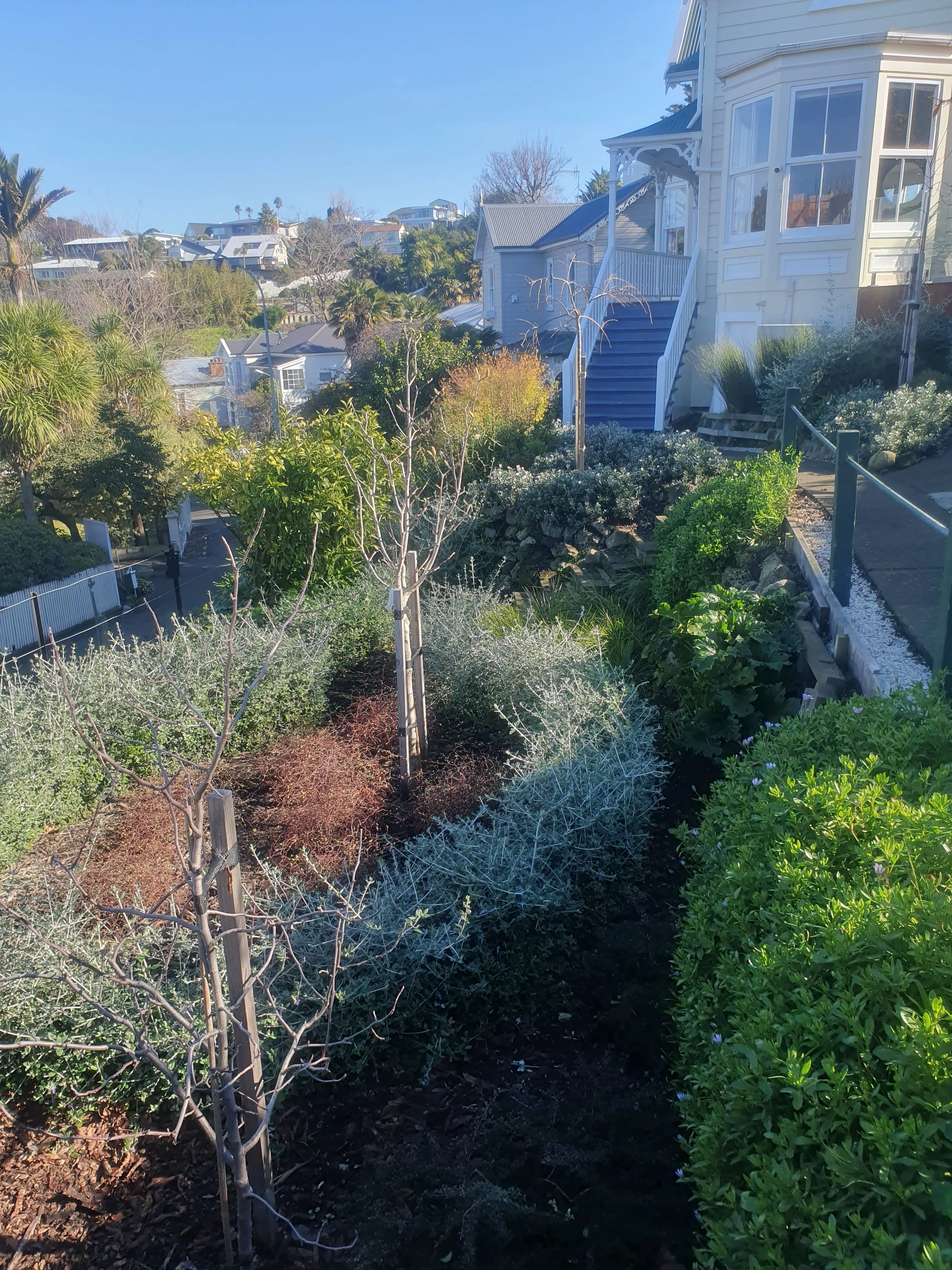 Residential garden with various plants, shrubbery, small trees, a pathway, and a white house in the background on a sunny day with a clear blue sky.
