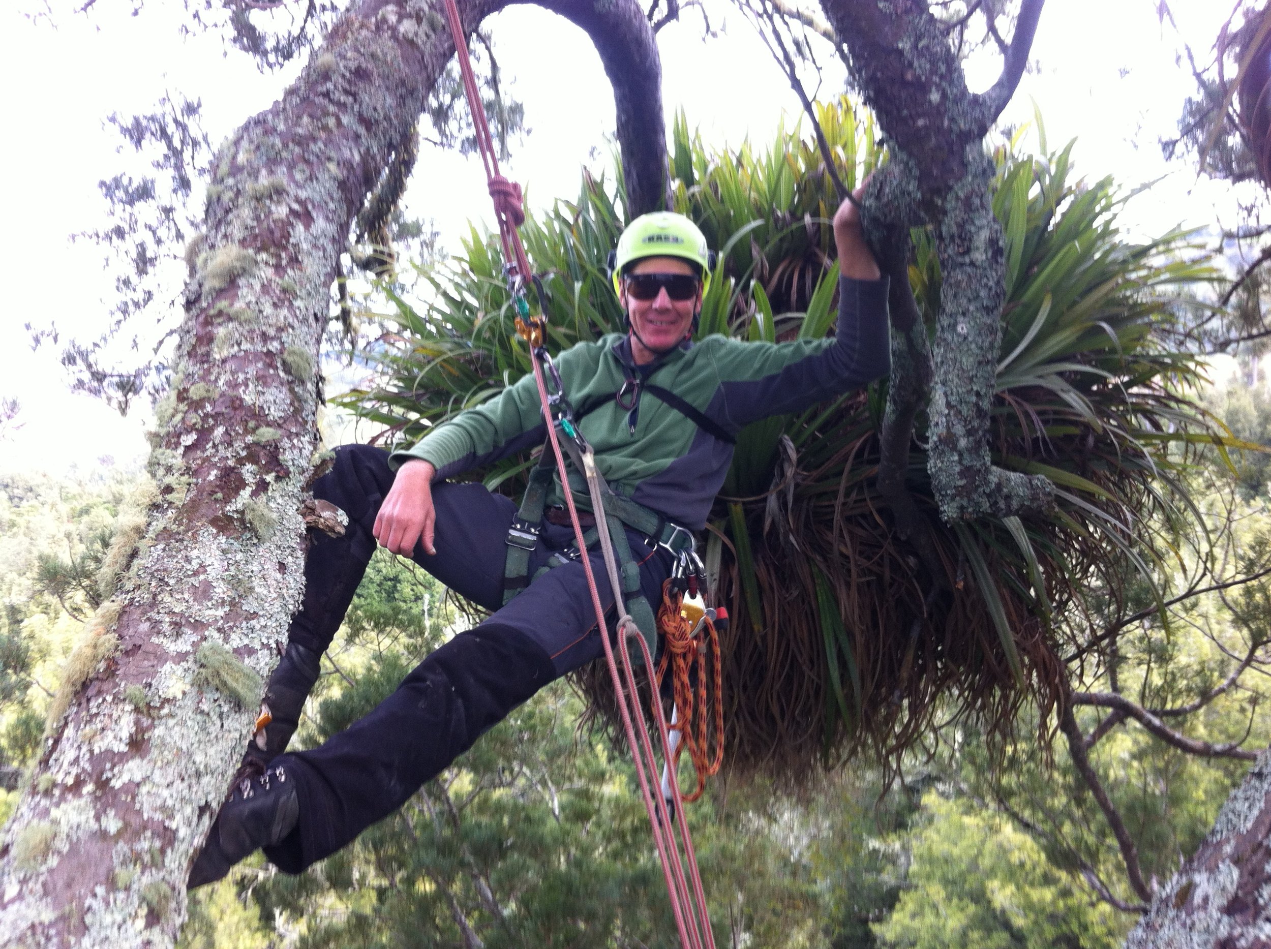 A person climbing a tree with a harness, helmet, and sunglasses, smiling at the camera, surrounded by green foliage.