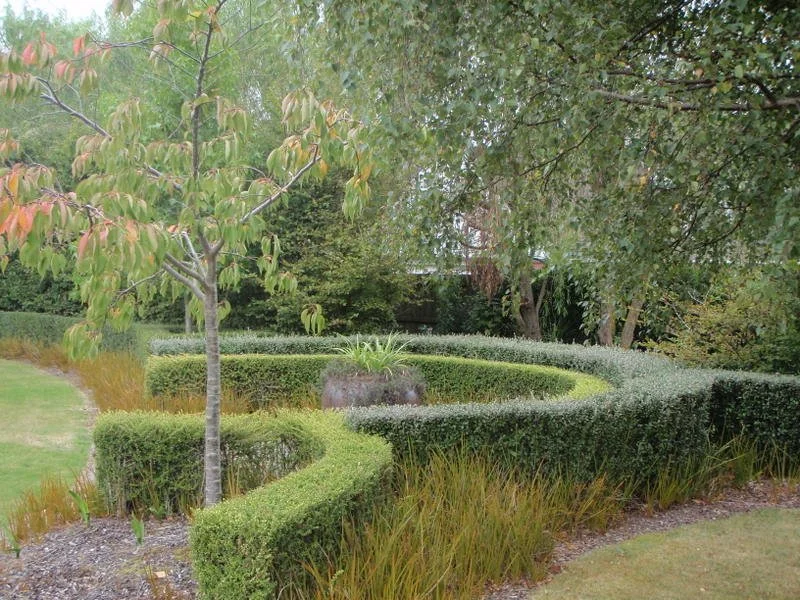 Manicured garden with spiraling hedges, a small tree, and various other shrubs and trees in the background.