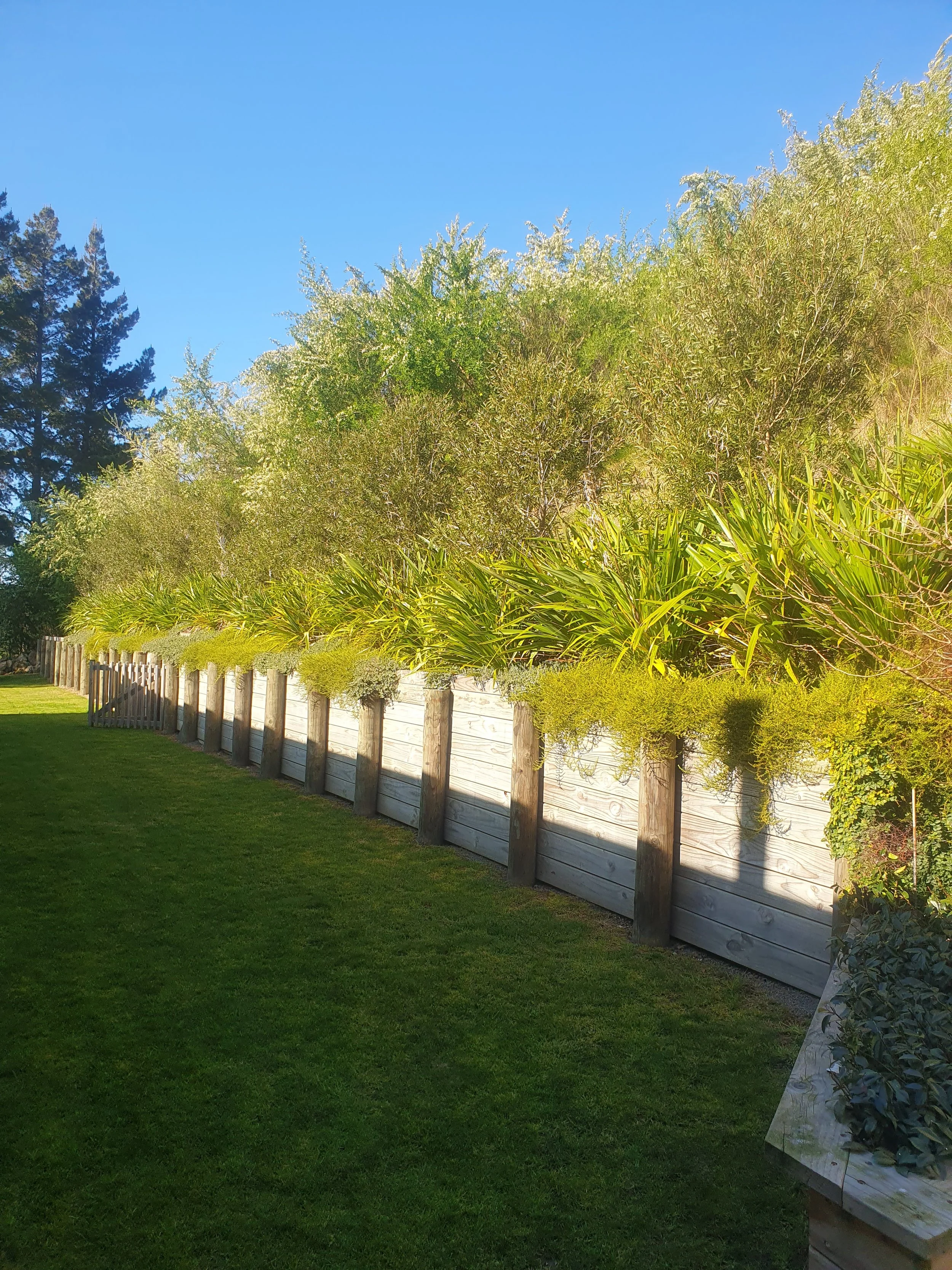 A garden with a wooden fence, green grass, and a variety of tall plants and trees under a clear blue sky.