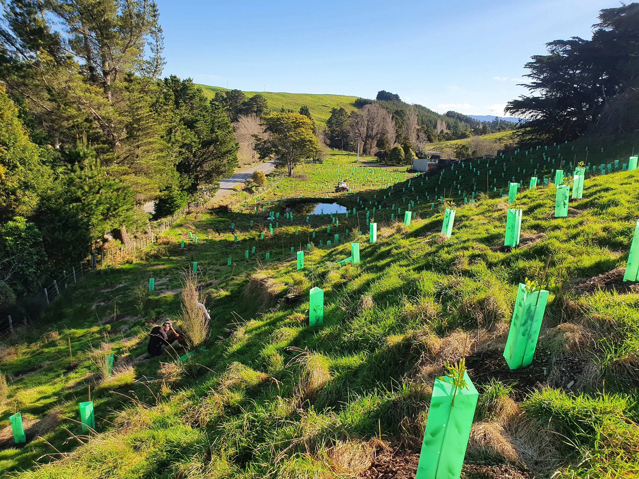 Hilly landscape with green vegetation, trees, a pond, and a person planting small trees in green tree protectors on the grassy hillside.