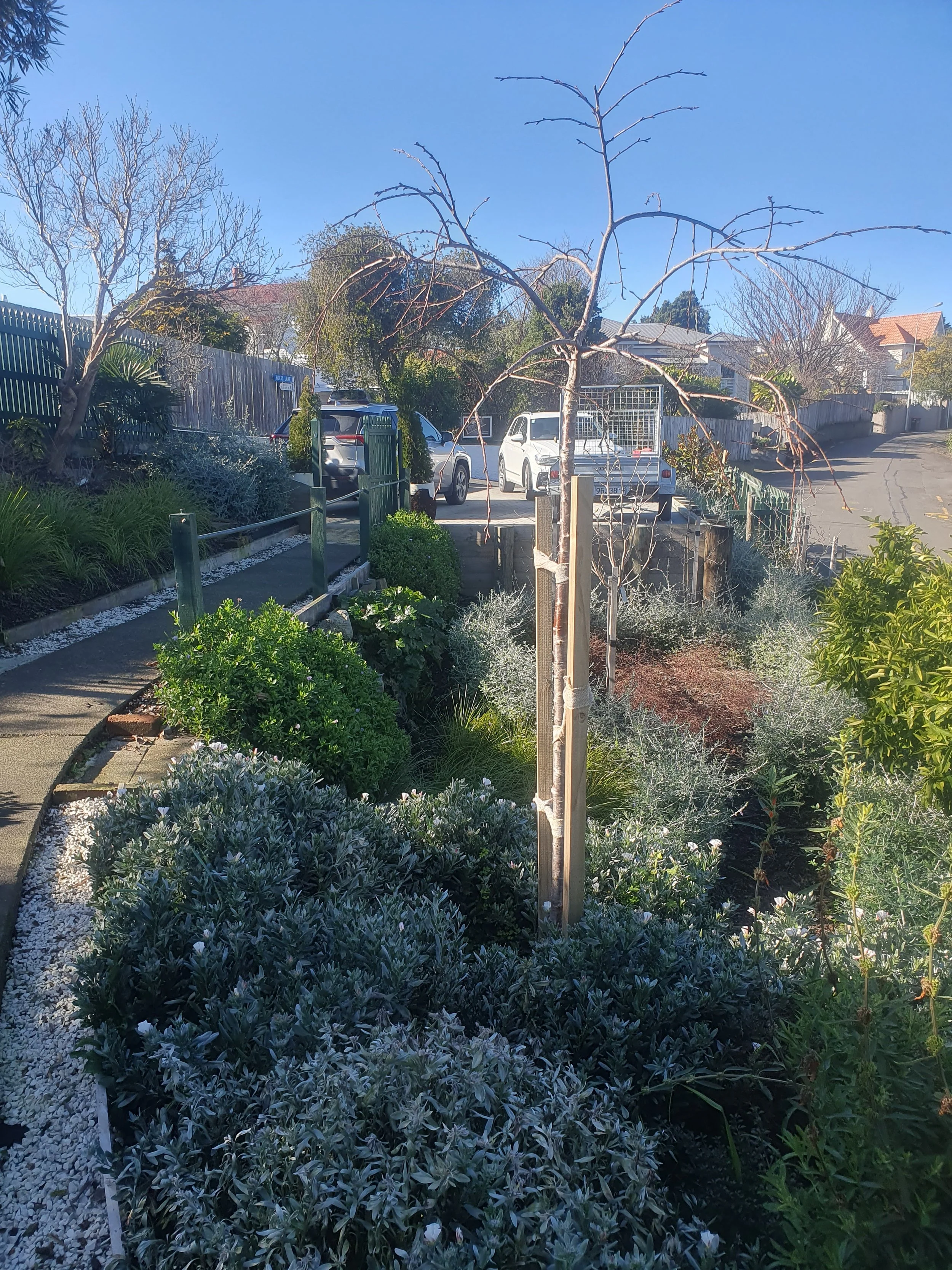 A front yard garden with a variety of plants and bushes, a walkway with white gravel, a young tree with no leaves, and parked cars behind a fence, under a clear blue sky.