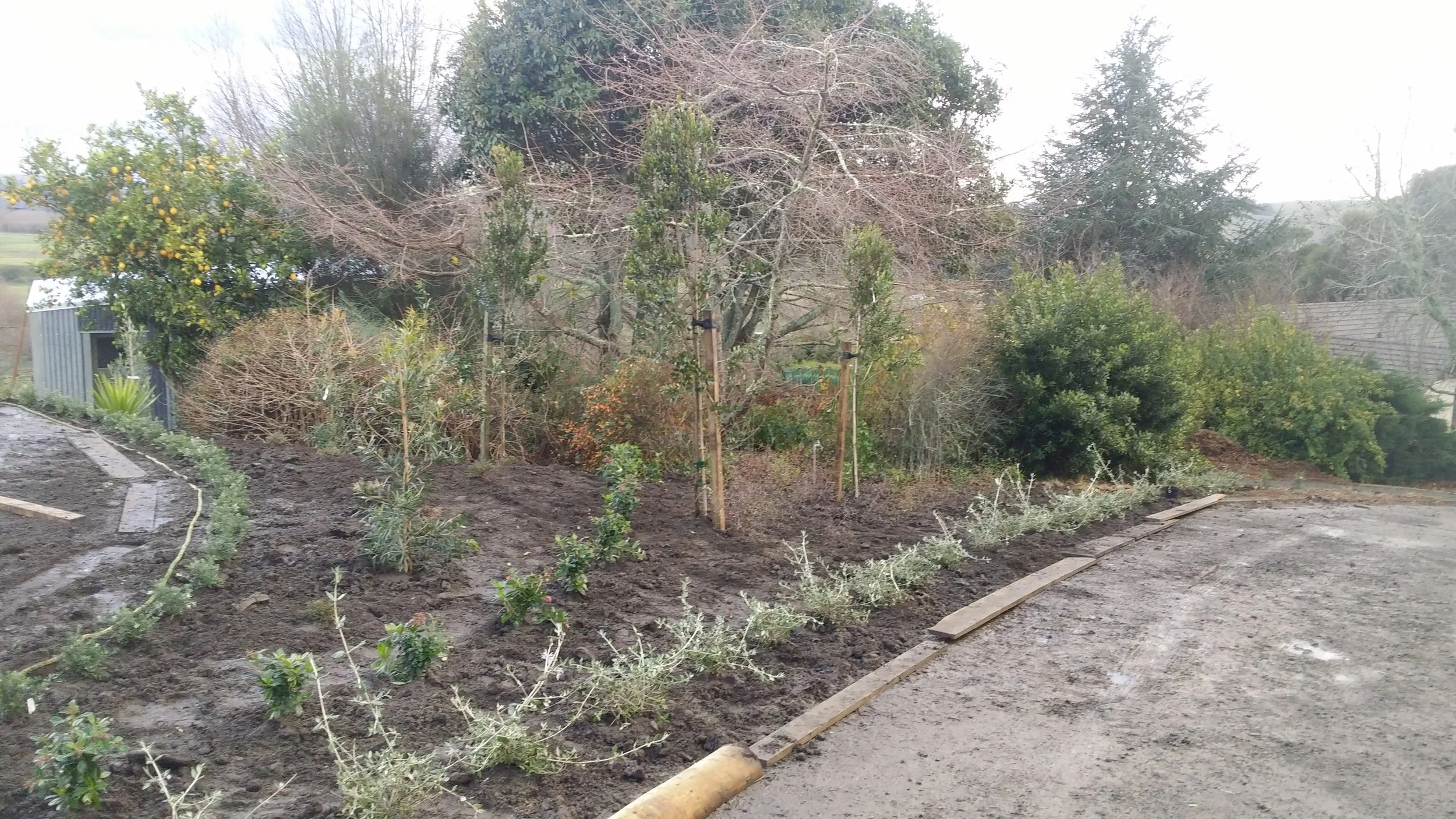 A garden with freshly tilled soil, small newly planted bushes along a pathway, and a variety of trees, some with leaves and some without, in the background.