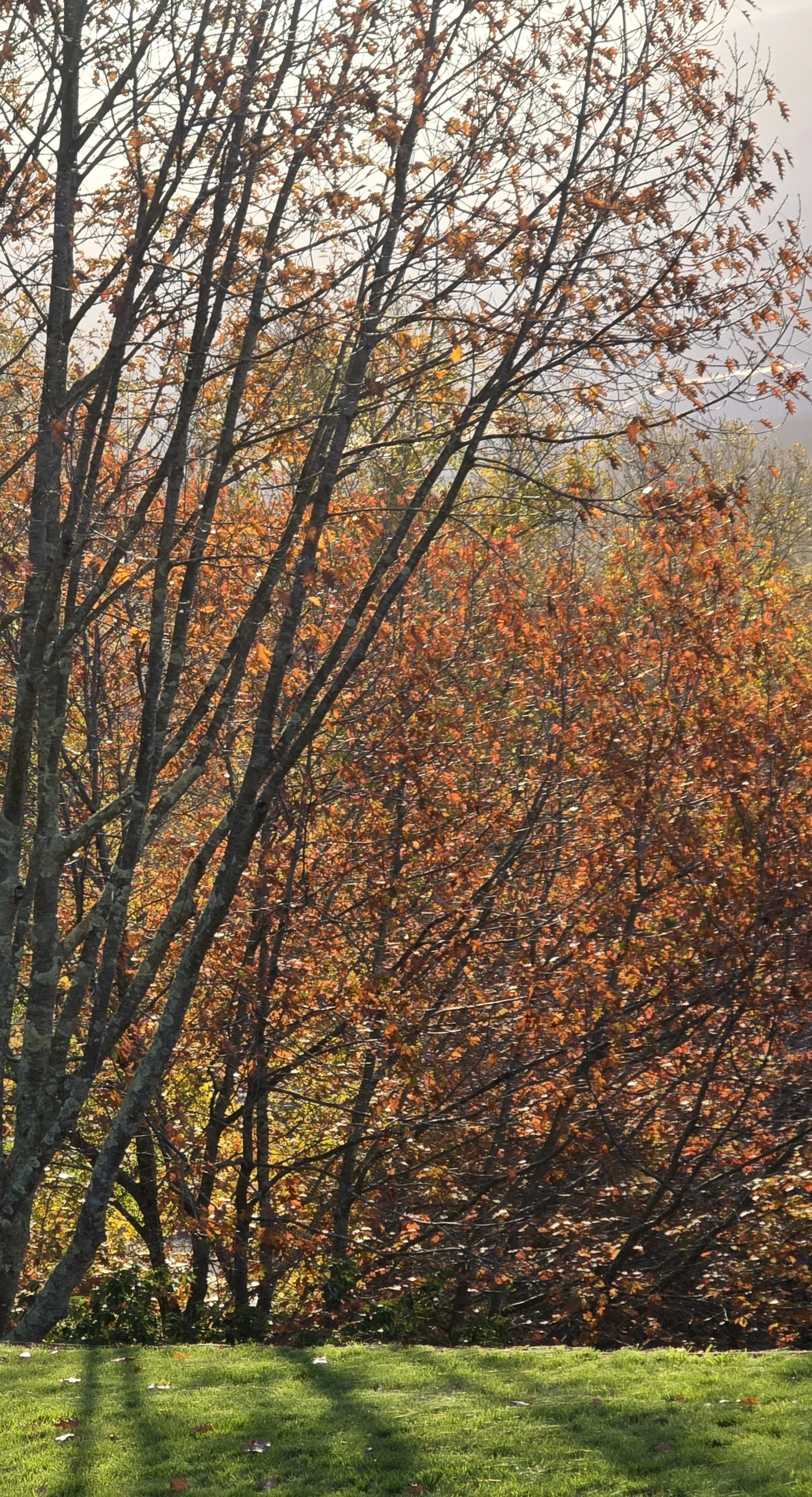Autumn trees with orange and red leaves, green grass with scattered leaves, sunlight filtering through the branches.