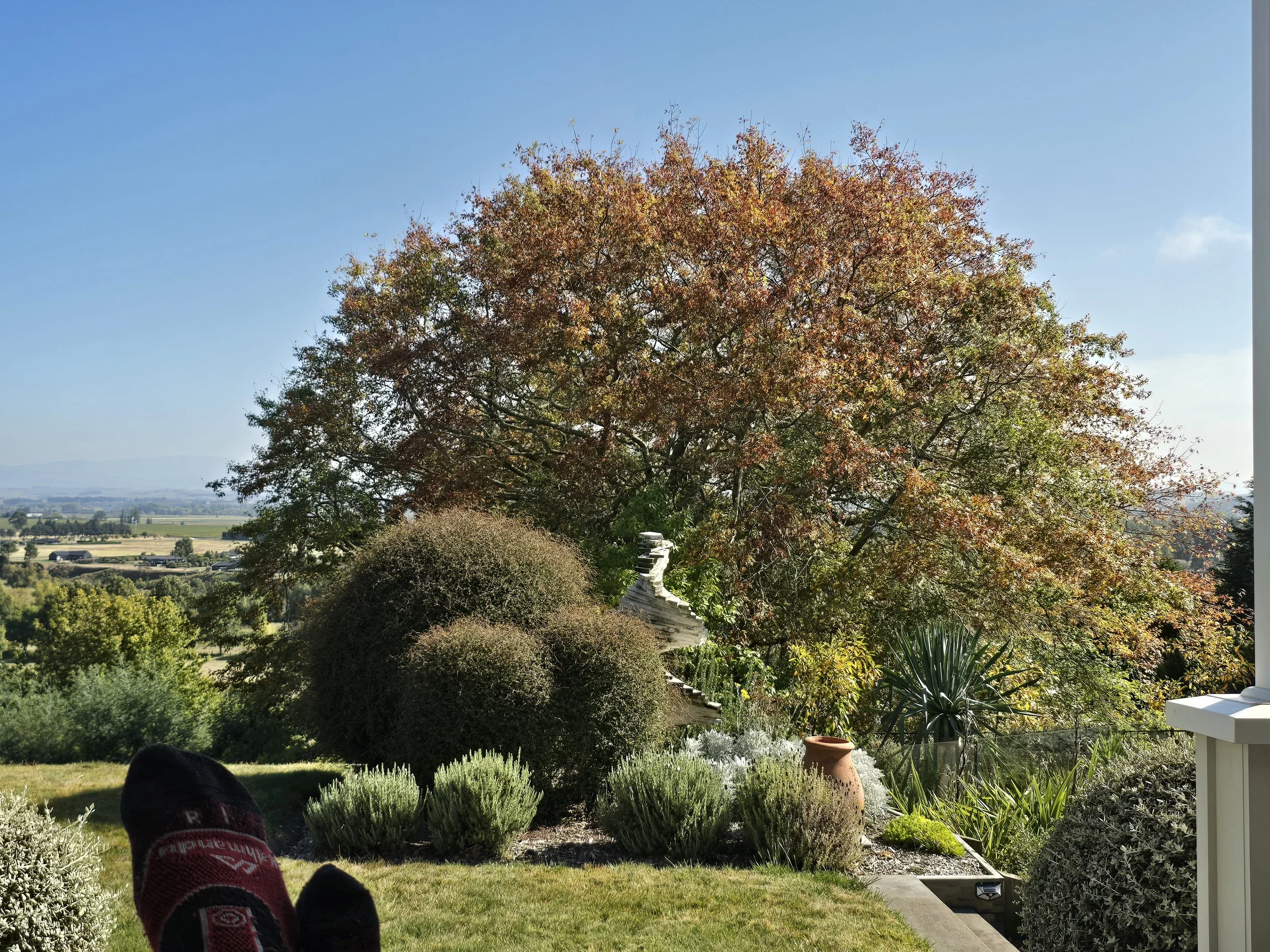 A scenic view of a garden with various green plants, bushes, and a large tree with changing leaves, indicating fall, against a bright blue sky. In the background, there are fields and a few distant buildings.