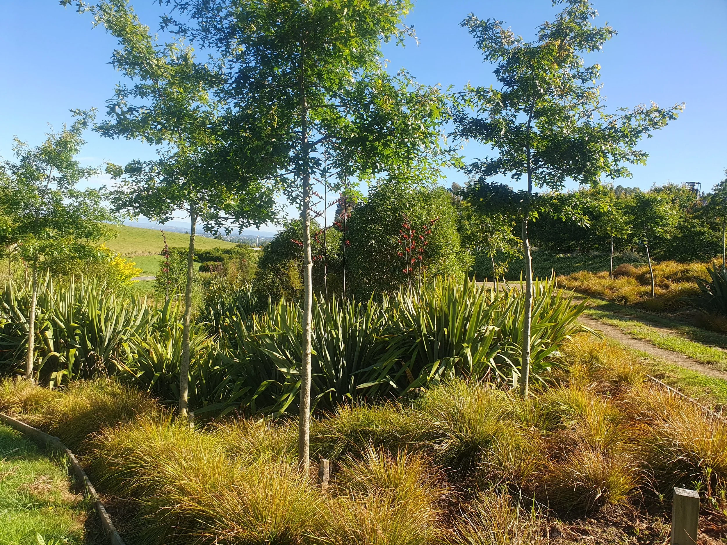 A park with small trees, shrubs, and plants under a clear blue sky with a grassy hill in the background.