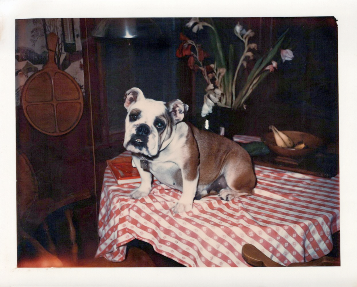 Bulldog on table