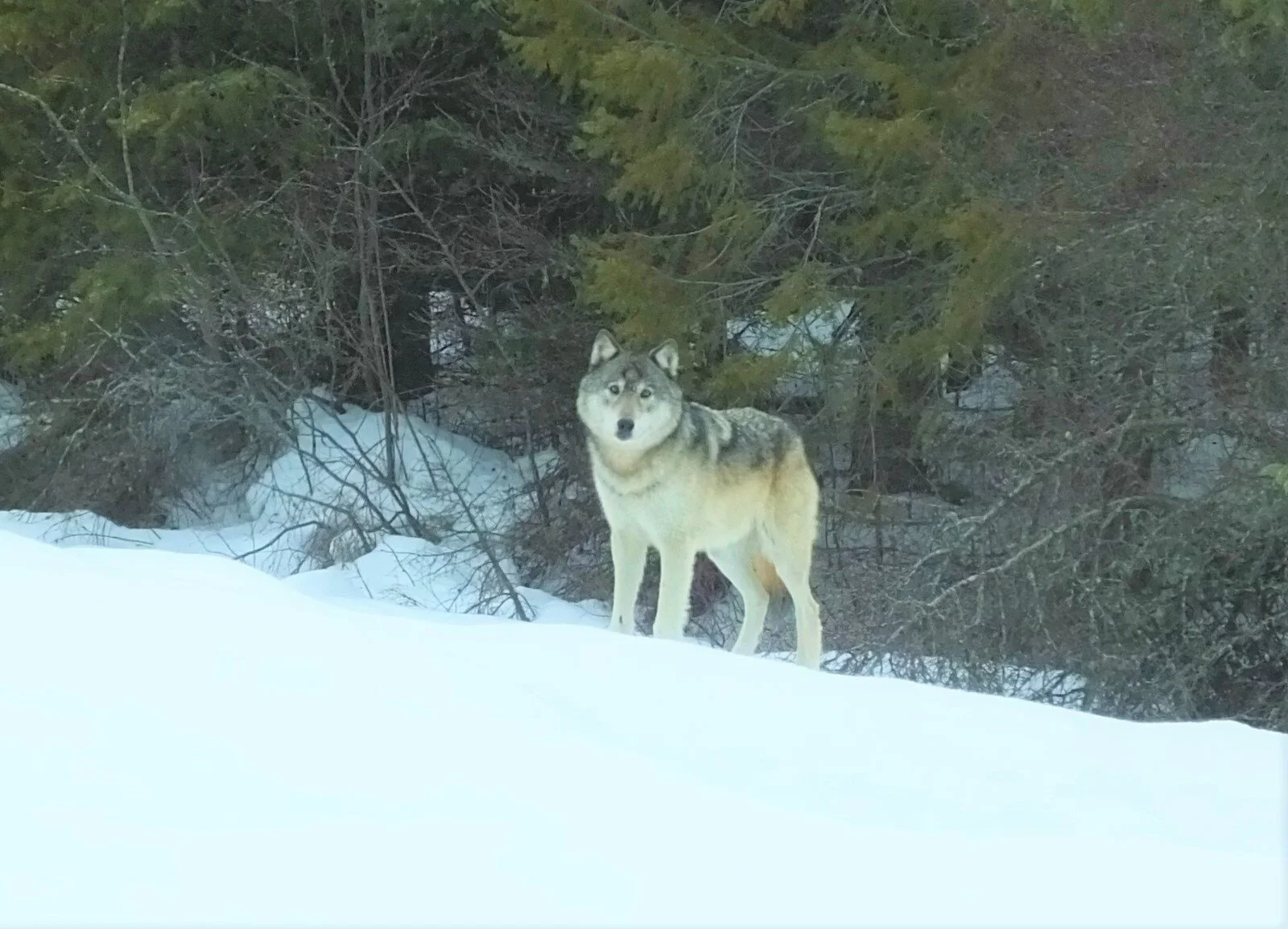 Bridging the wolf divide: Finding common ground on coexistence